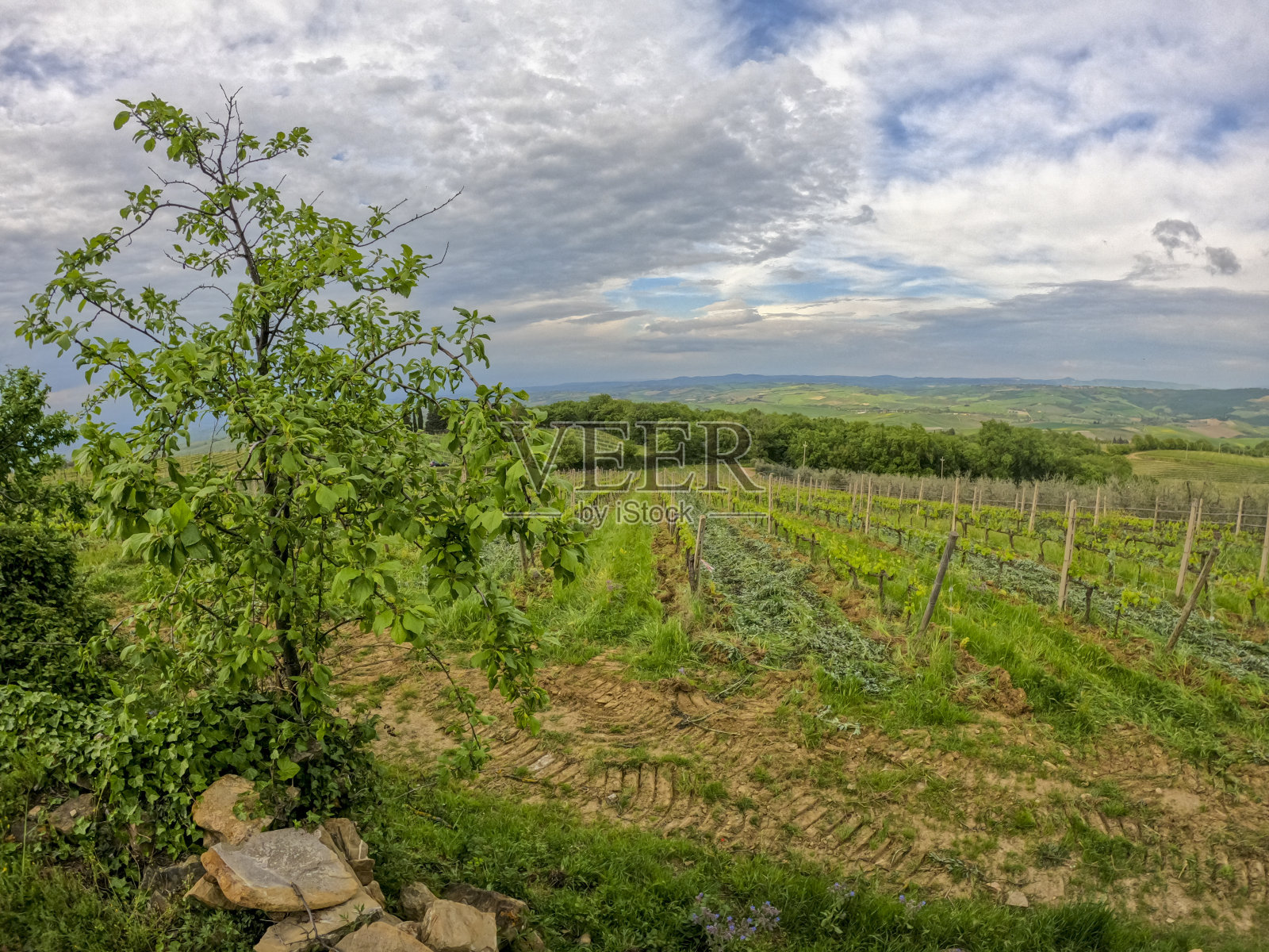 Val D'Orcia是托斯卡纳乡村最美的地方。意大利被联合国教科文组织列为世界遗产照片摄影图片