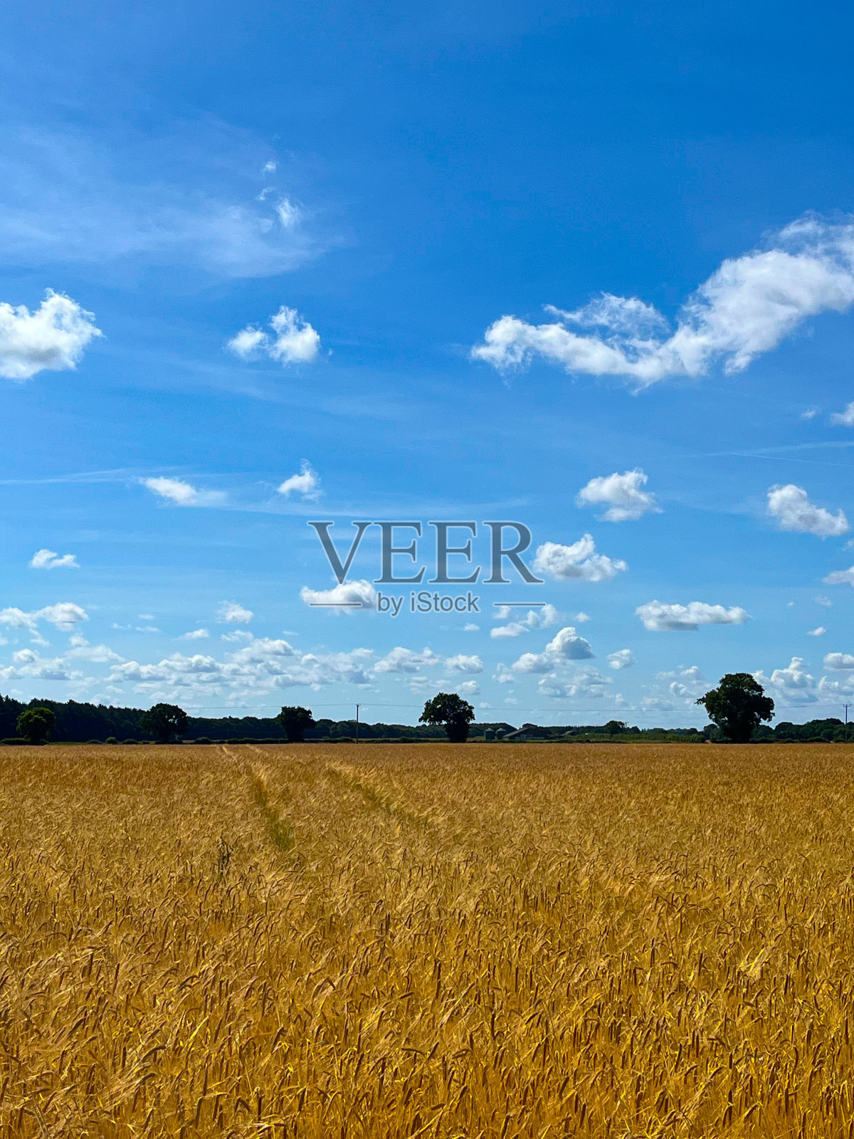 夏日天空下成熟的谷类作物照片摄影图片