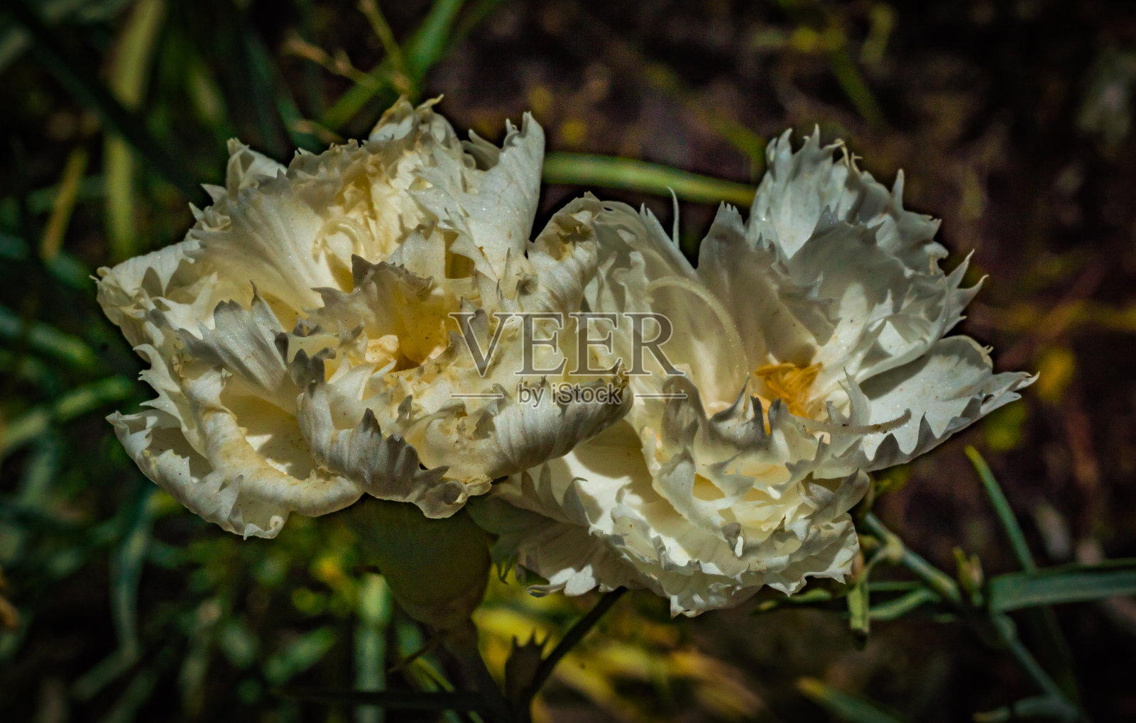 风的微笑。照片摄影图片