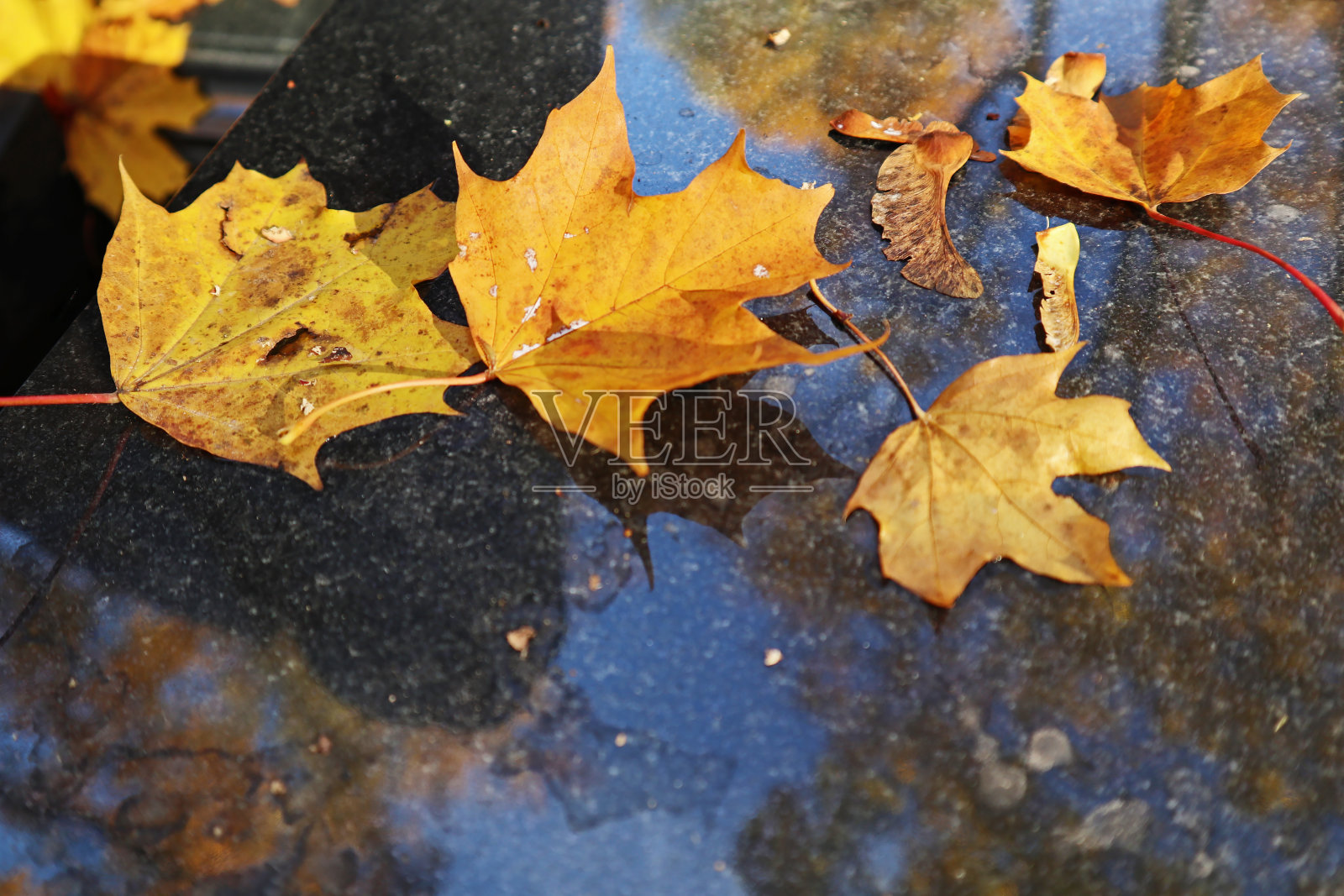 黄色的枫叶躺在黑色的大理石上。照片摄影图片