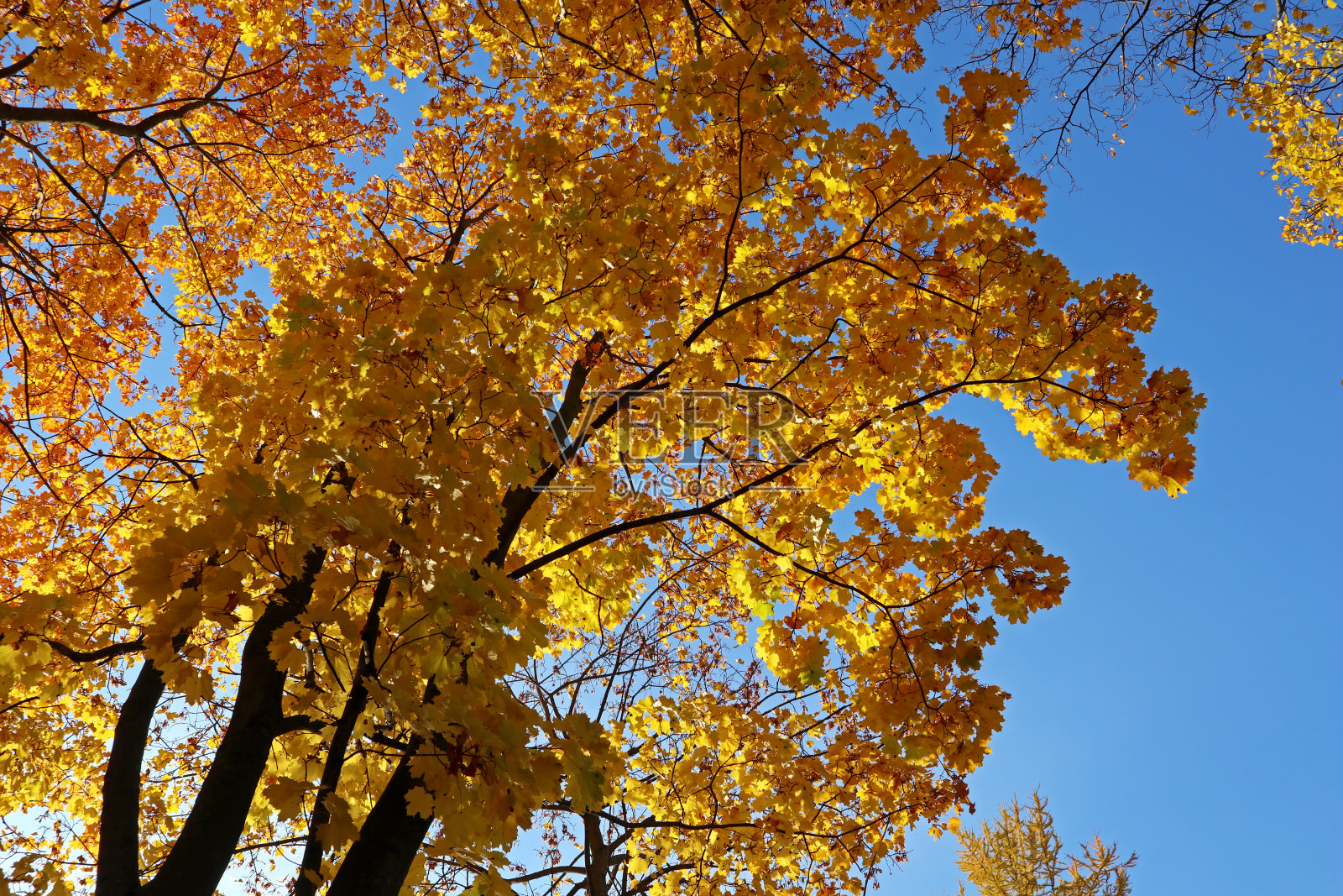 秋天,风景公园里的黄树。照片摄影图片