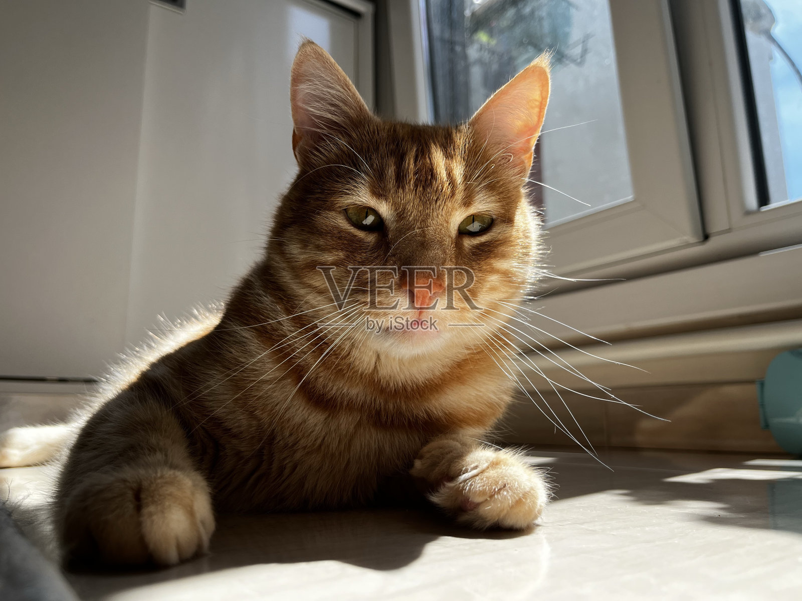 黄色虎斑猫在家里摆姿势照片摄影图片