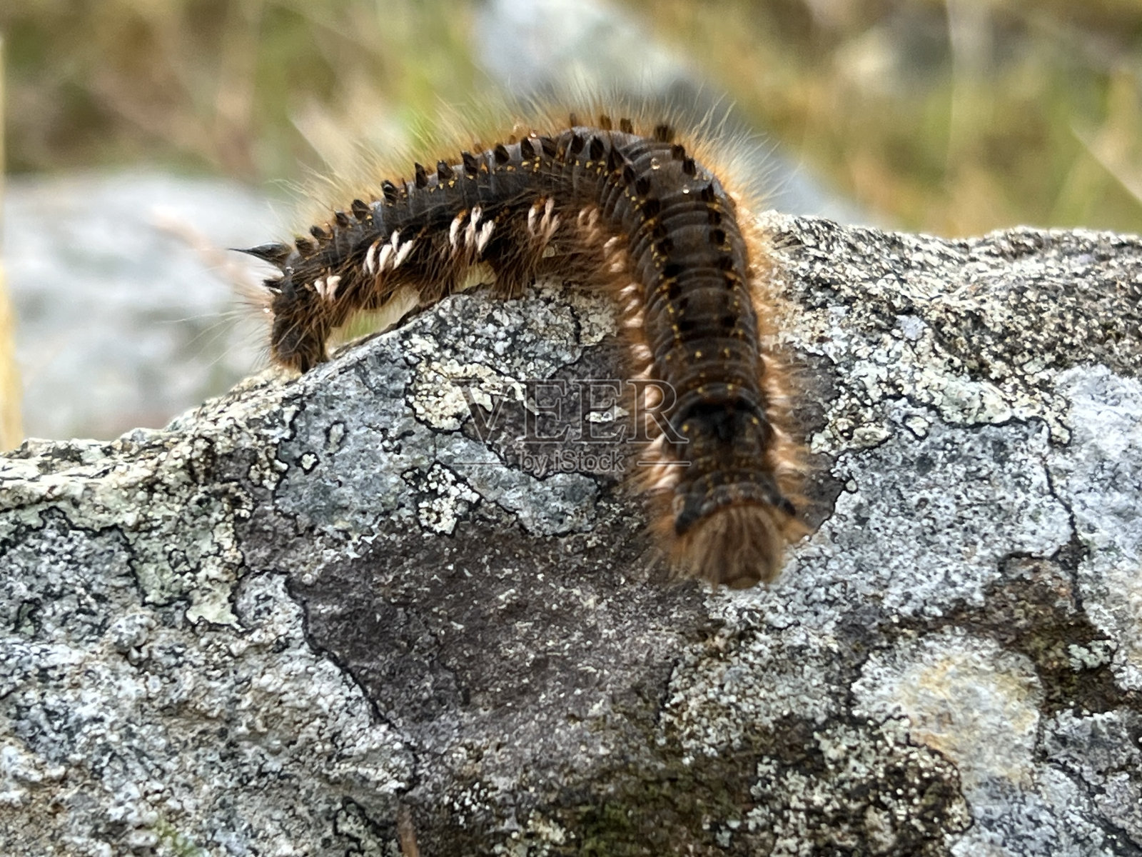 岩石上的毛毛虫特写照片摄影图片