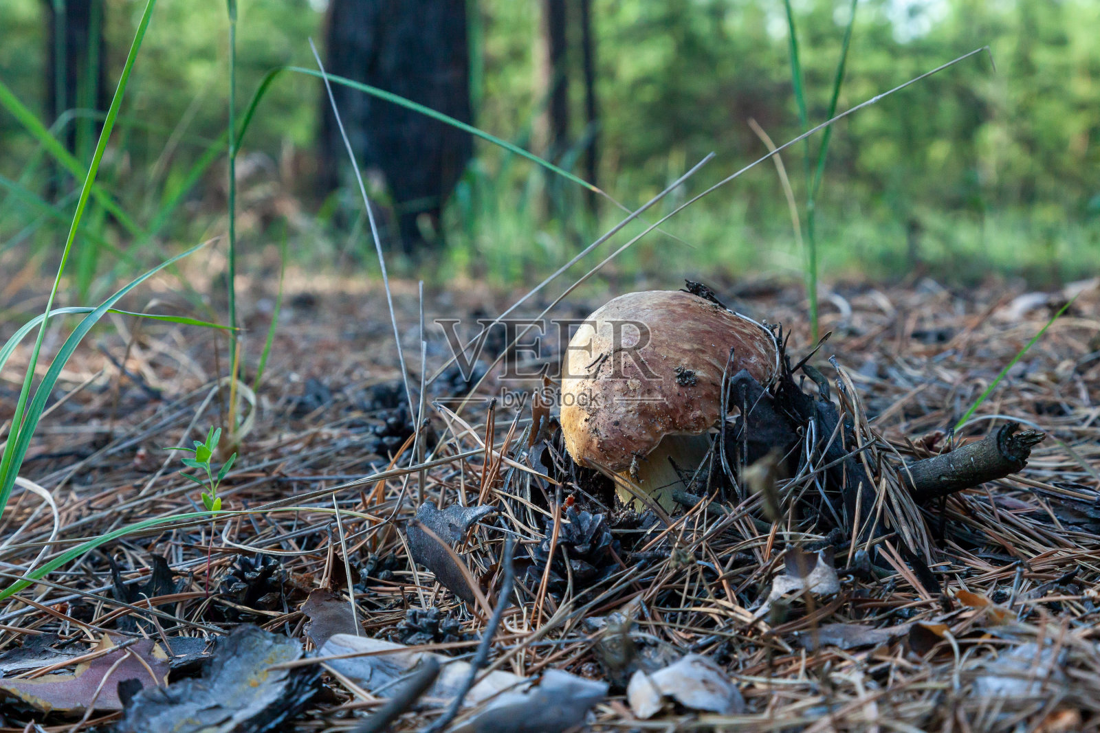 生长在针叶林中松针和松果之间的蘑菇照片摄影图片