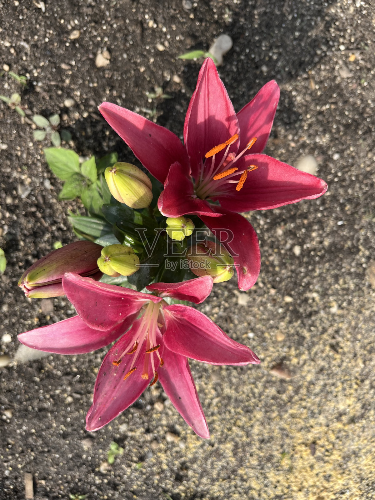 粉色的百合照片摄影图片