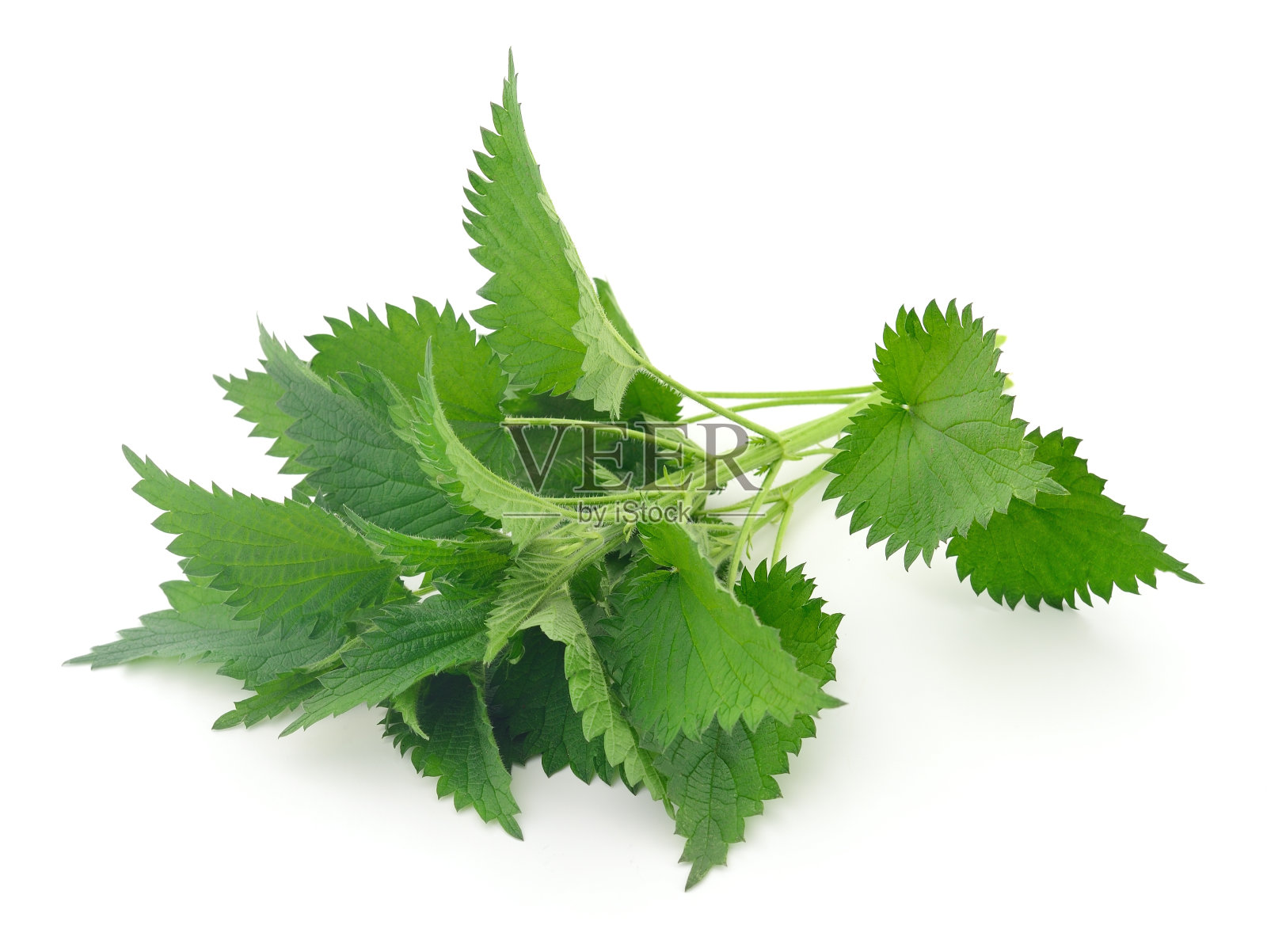 新鲜荨麻分离。照片摄影图片