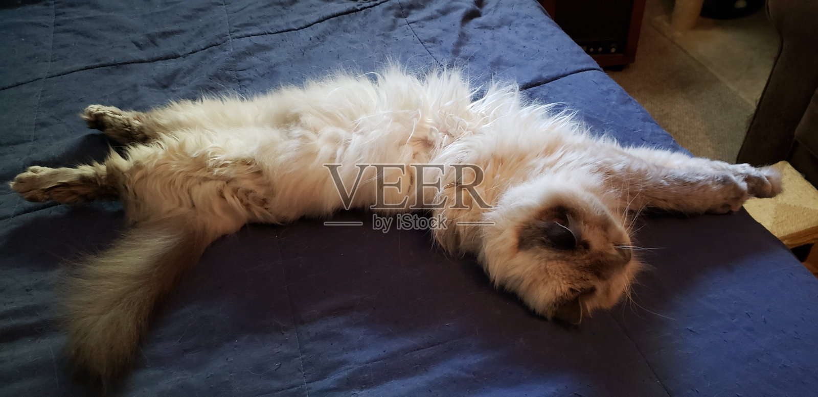 一只喜马拉雅猫躺在床上照片摄影图片