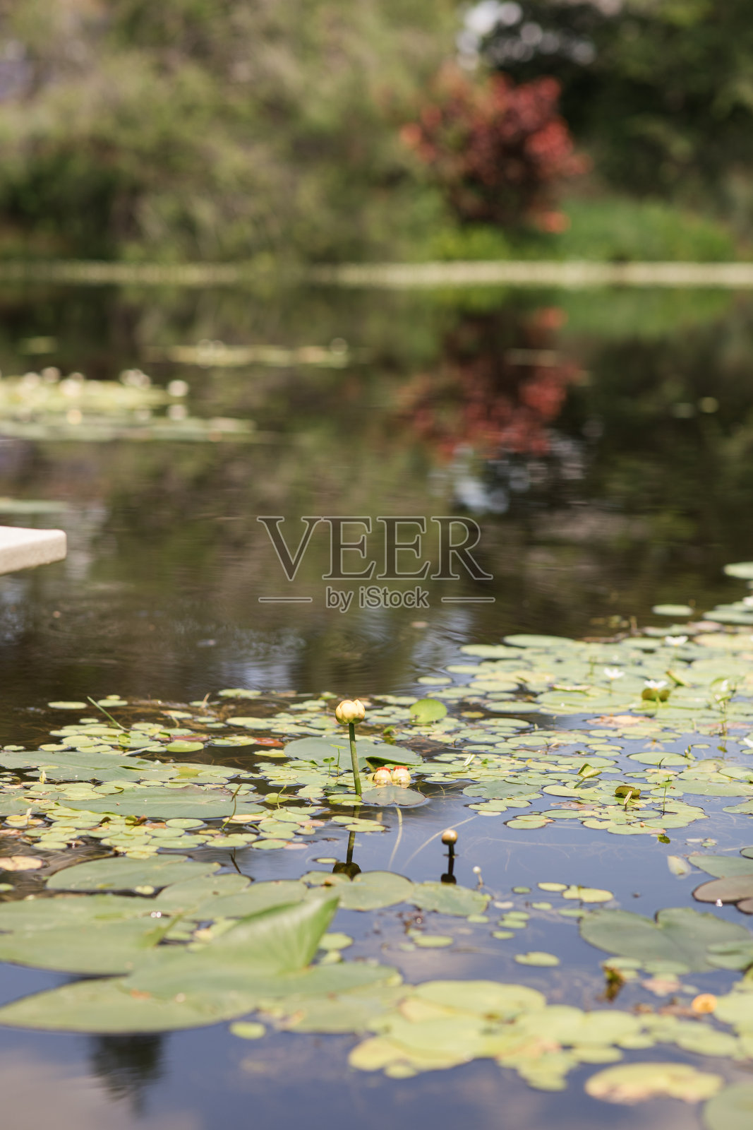 2023年夏天,南佛罗里达州池塘里的睡莲、睡莲、蝌蚪、鱼和海龟照片摄影图片