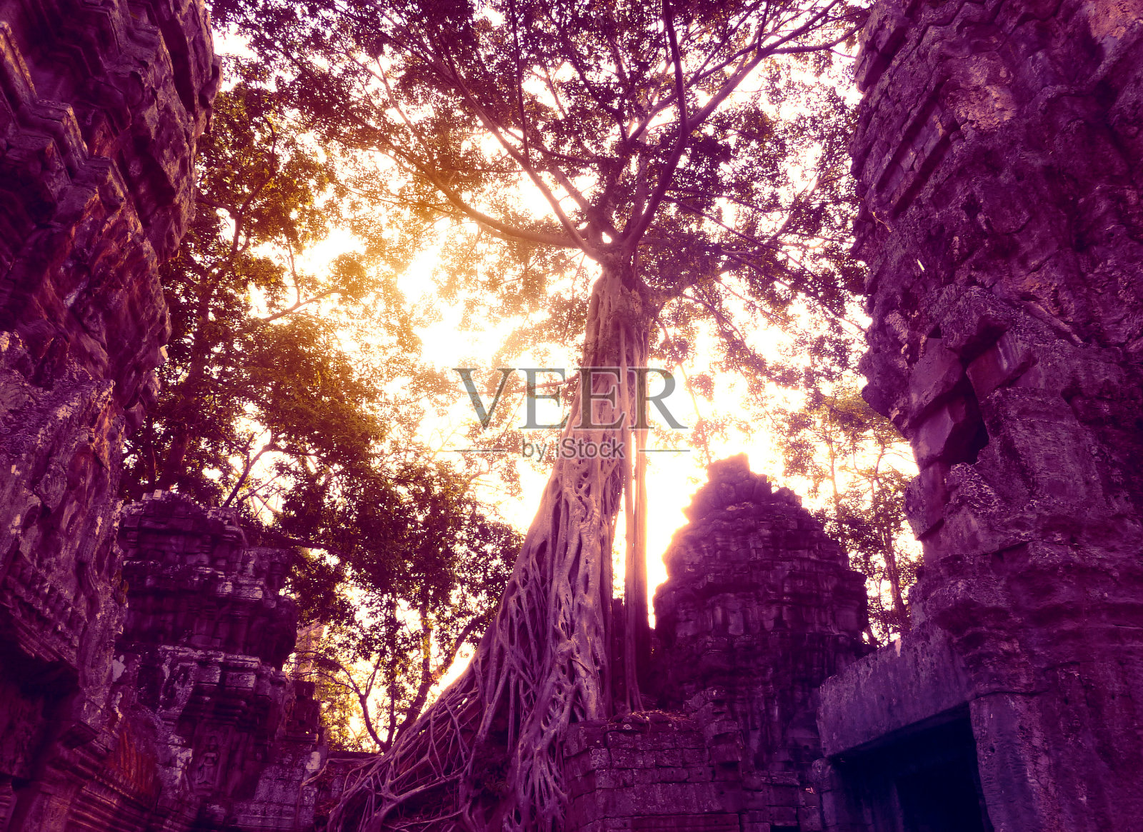 神秘的老木棉树在彩色的天空背景。查找。吴哥窟,吴哥,柬埔寨暹粒照片摄影图片