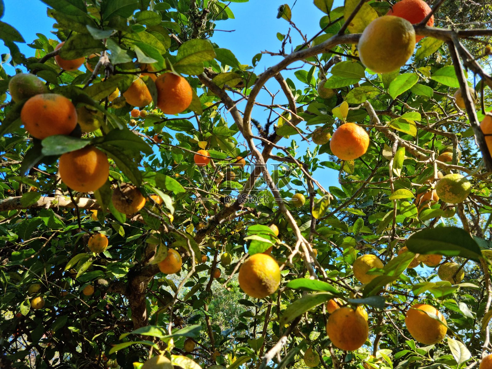 柠檬树照片摄影图片