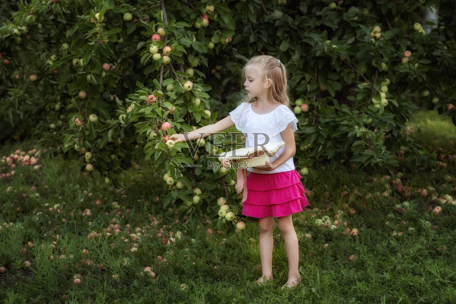 一个小女孩在花园里用帽子收集苹果。收获的概念。照片摄影图片