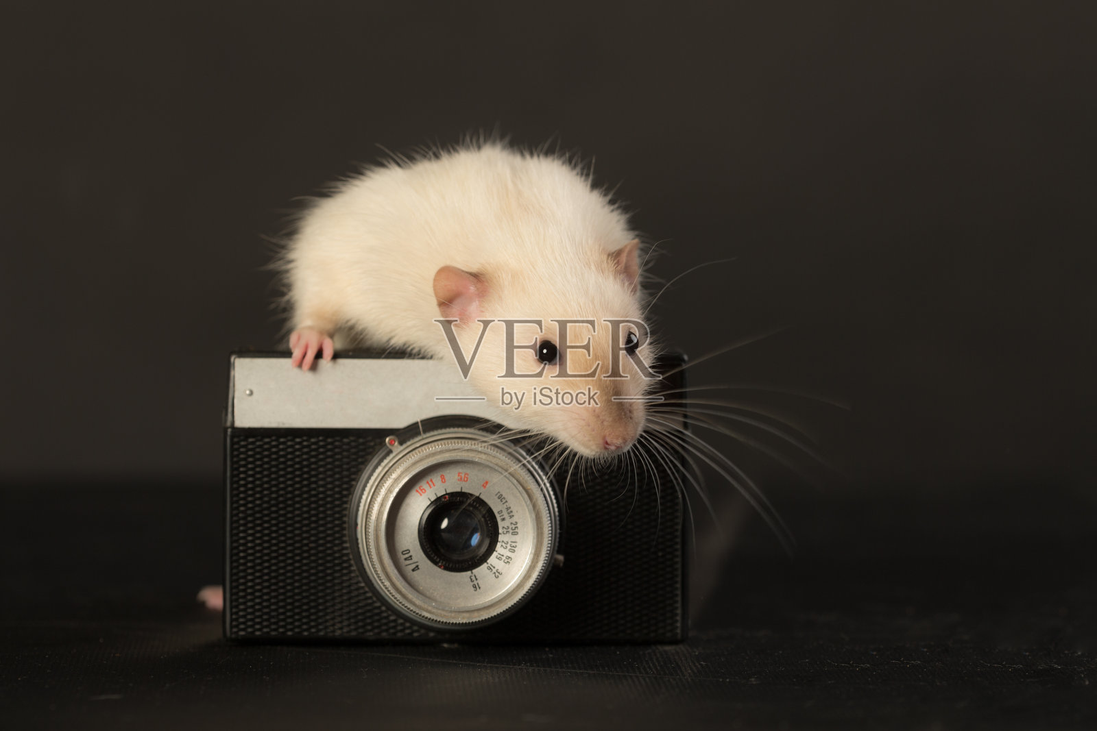 带着相机的老鼠照片摄影图片