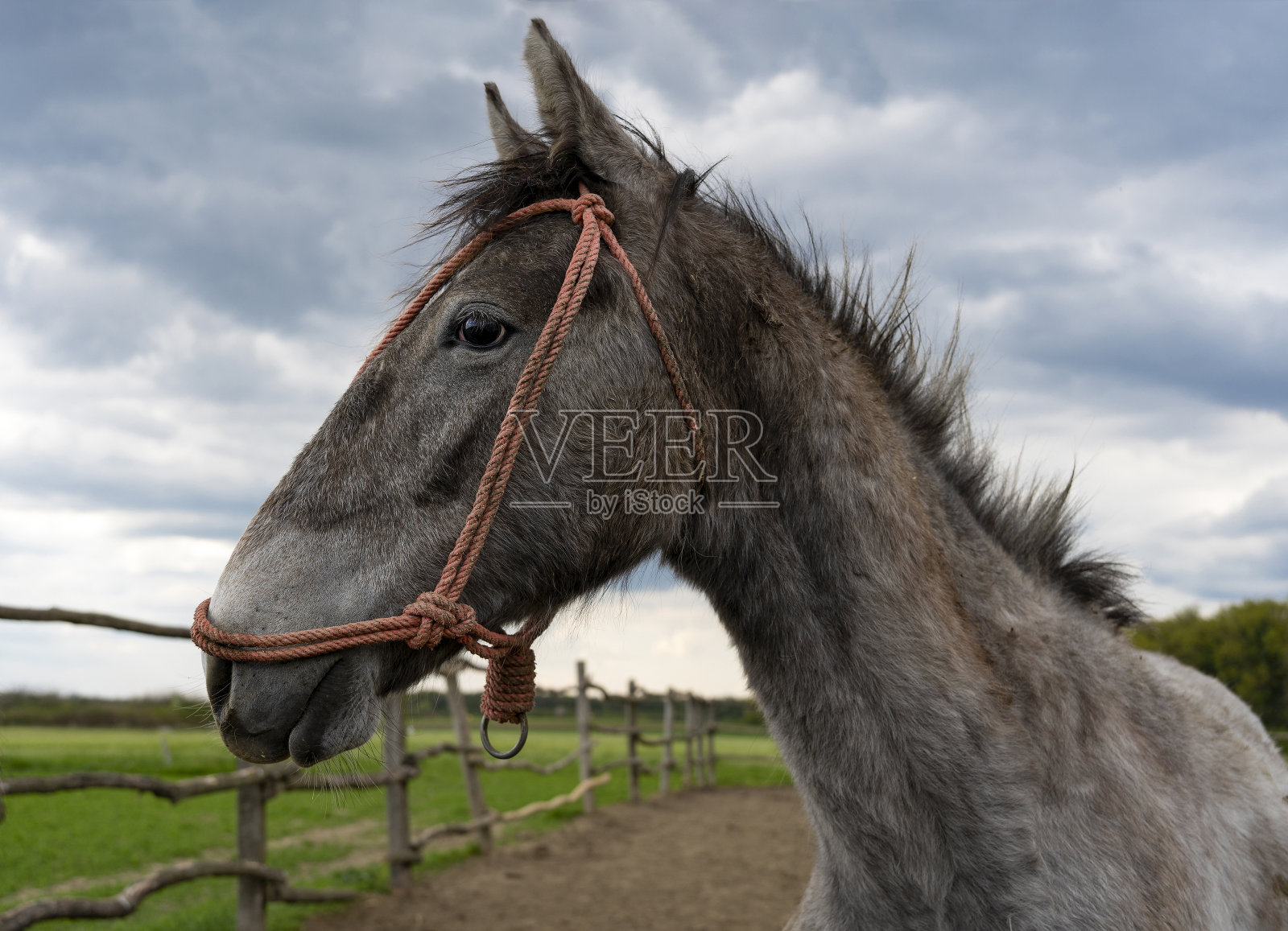 美丽的家养马的肖像在农村照片摄影图片