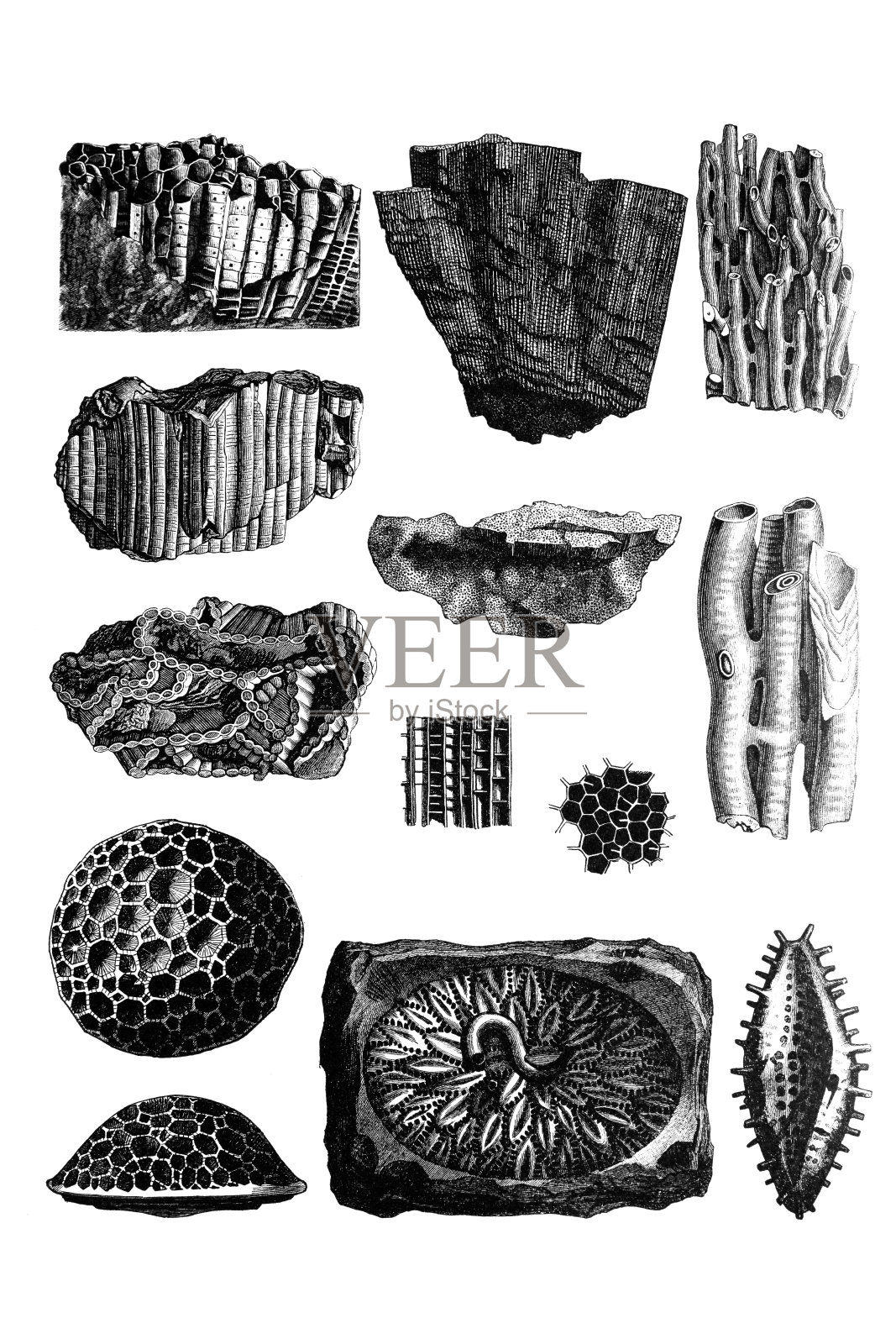 古生代化石插画图片素材