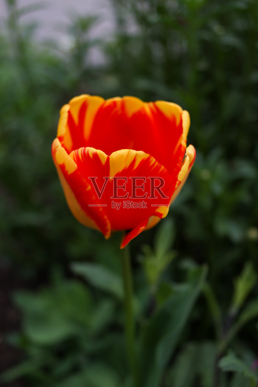 布拉格的鲜花照片摄影图片