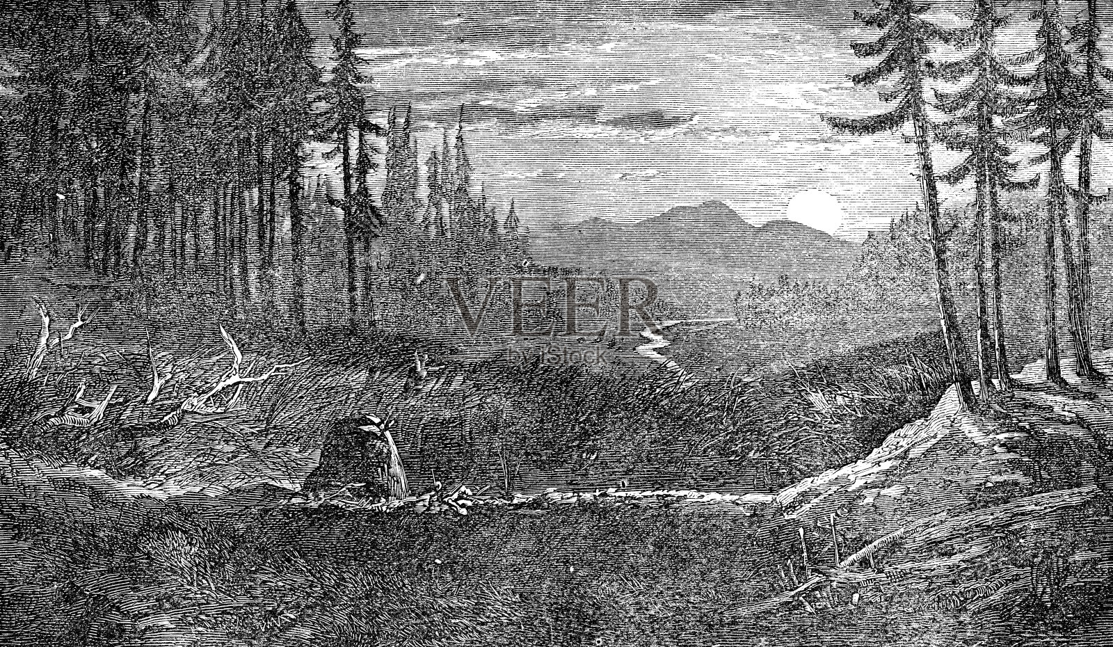 19世纪,加拿大阿尔伯塔省被废弃的海狸水坝所创造的湿地插画图片素材