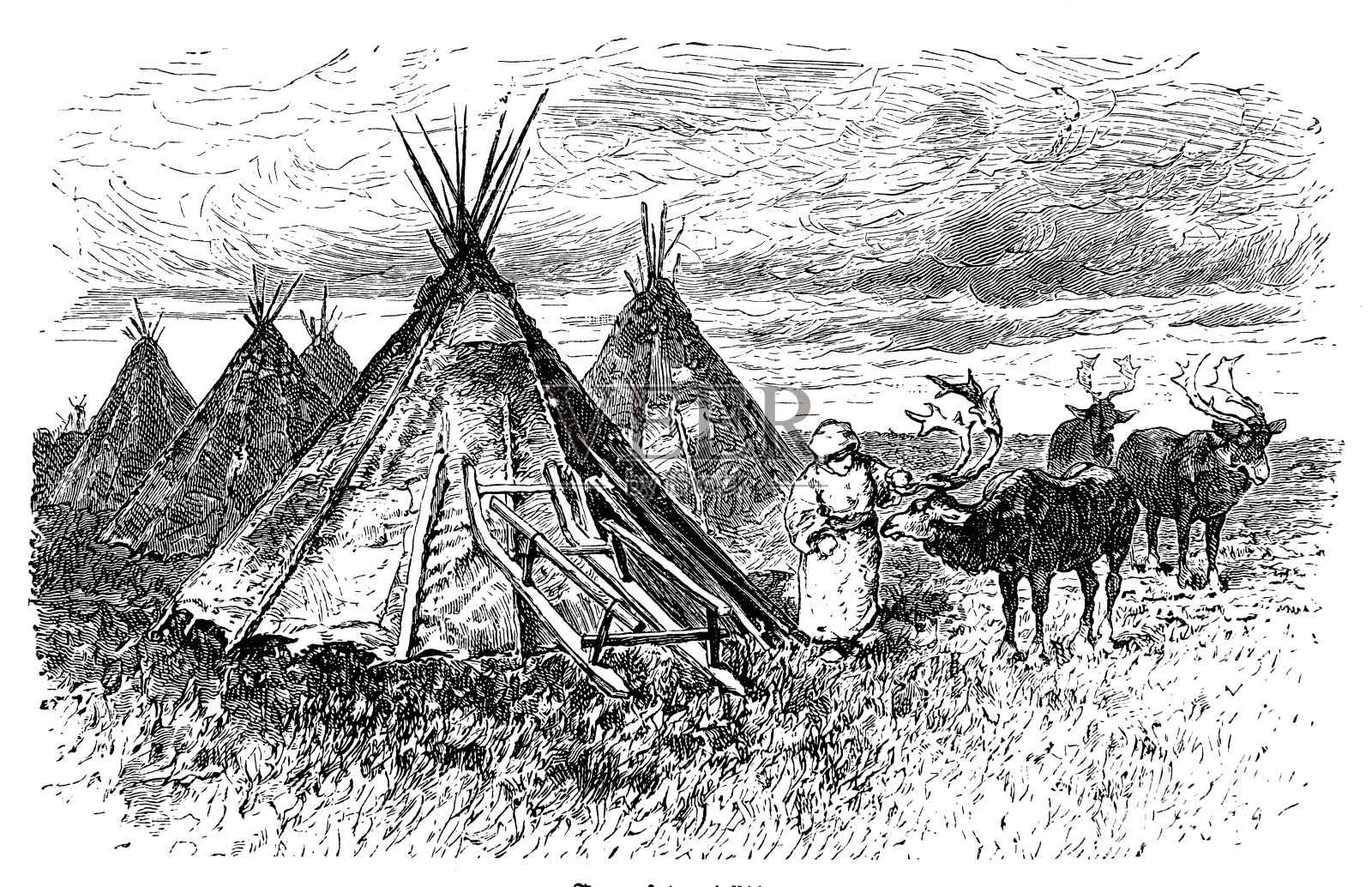 西伯利亚北部的游牧民族,传统上以放牧驯鹿为生插画图片素材