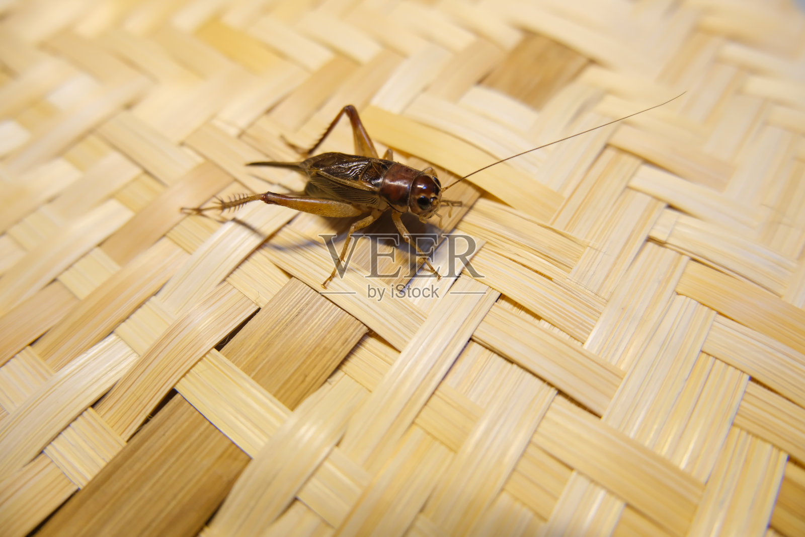 蟋蟀侧面的特写镜头。照片摄影图片