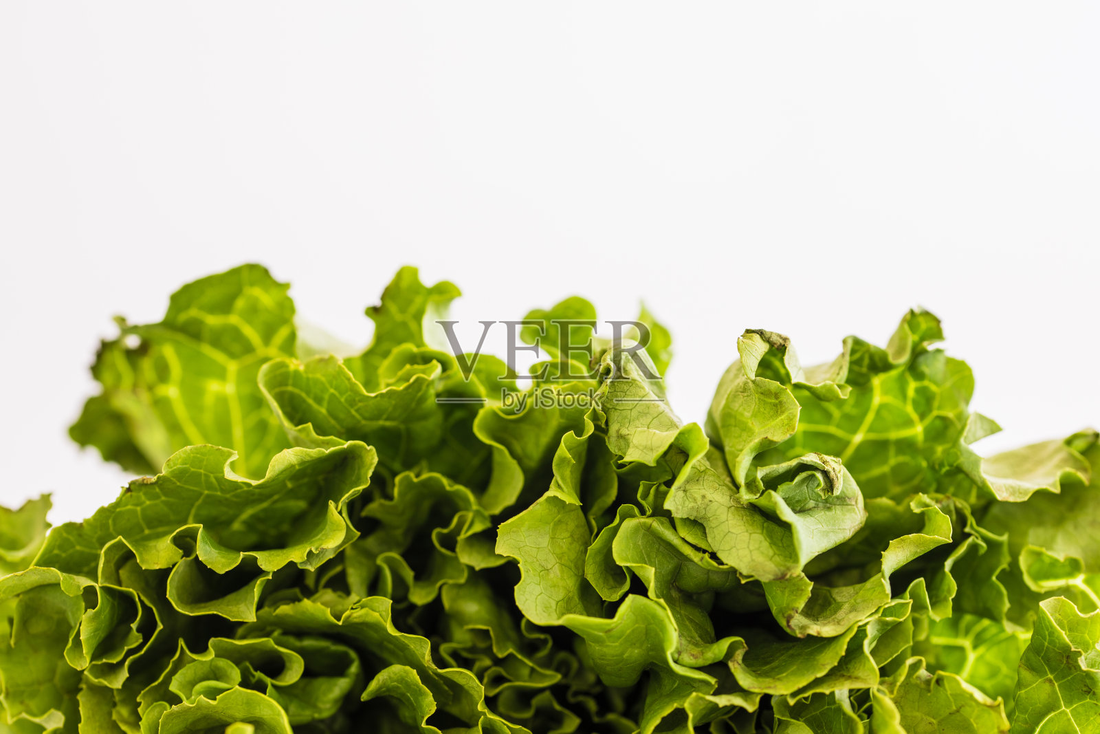 油麦菜照片摄影图片