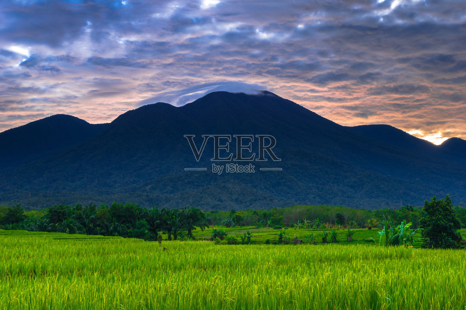 美丽的晨景印度尼西亚全景景观稻田与美丽的色彩和天空自然光照片摄影图片