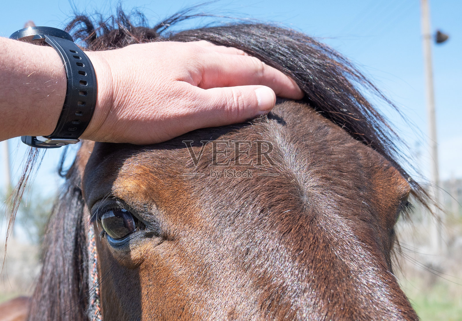 一匹可怜的病马。照片摄影图片
