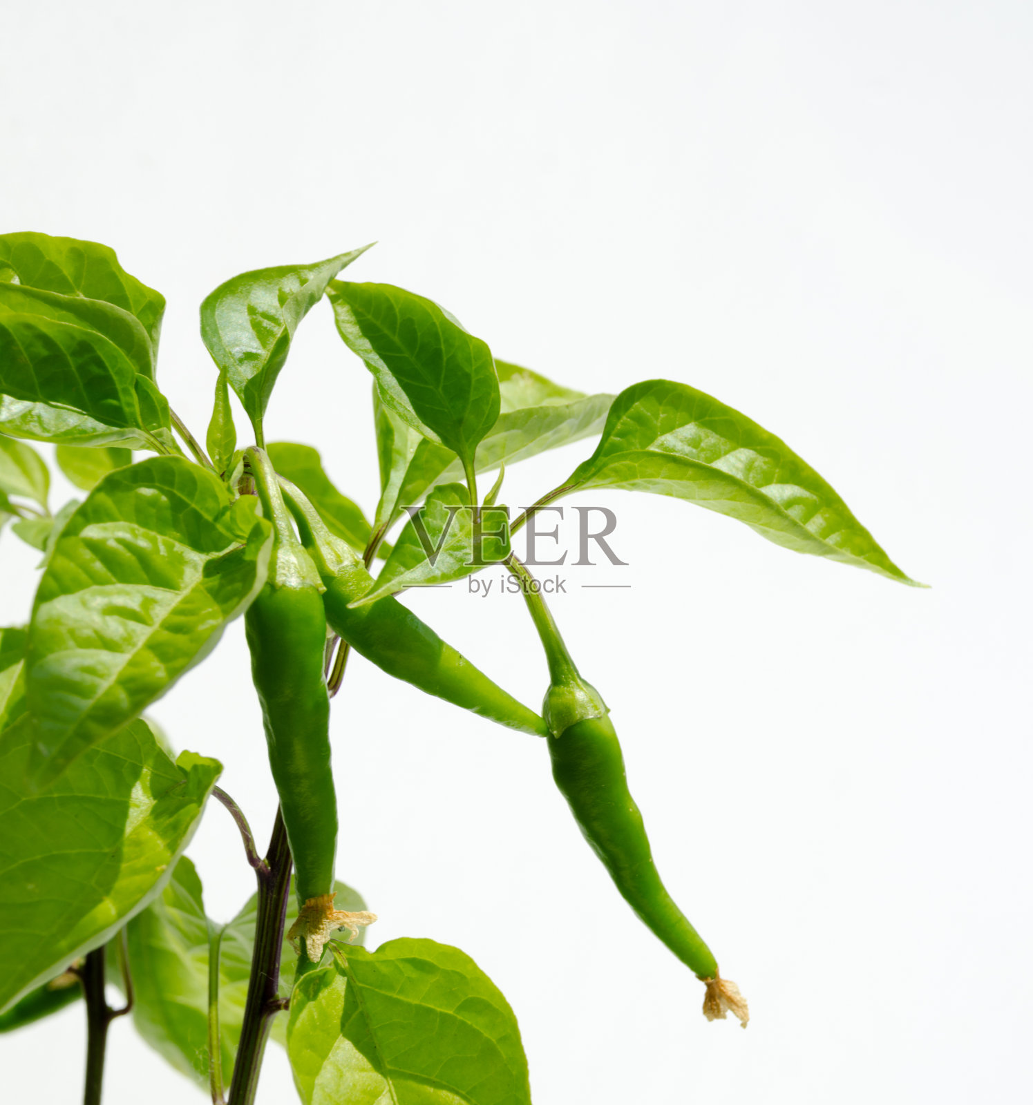 一个绿辣椒的特写,孤立在白色上。照片摄影图片