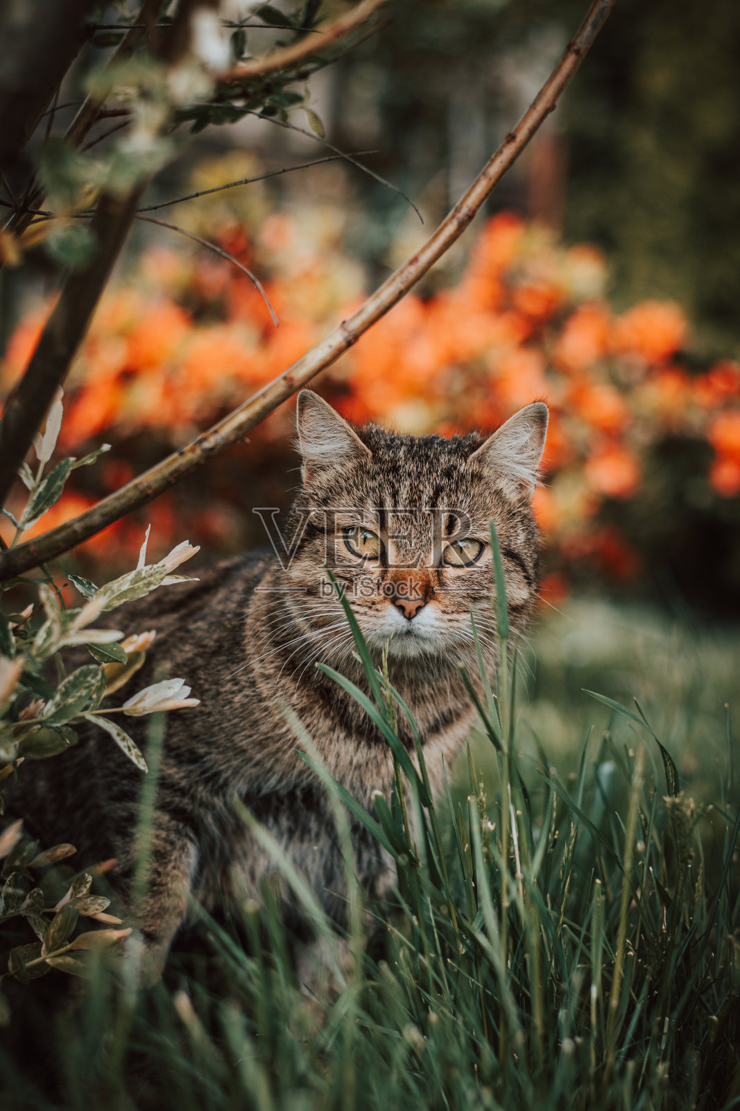 忧郁的猫远远地看着她刚出生的宝宝。妈妈担心她的孩子。她的领土巡逻。猫坐在高高的草丛中照片摄影图片