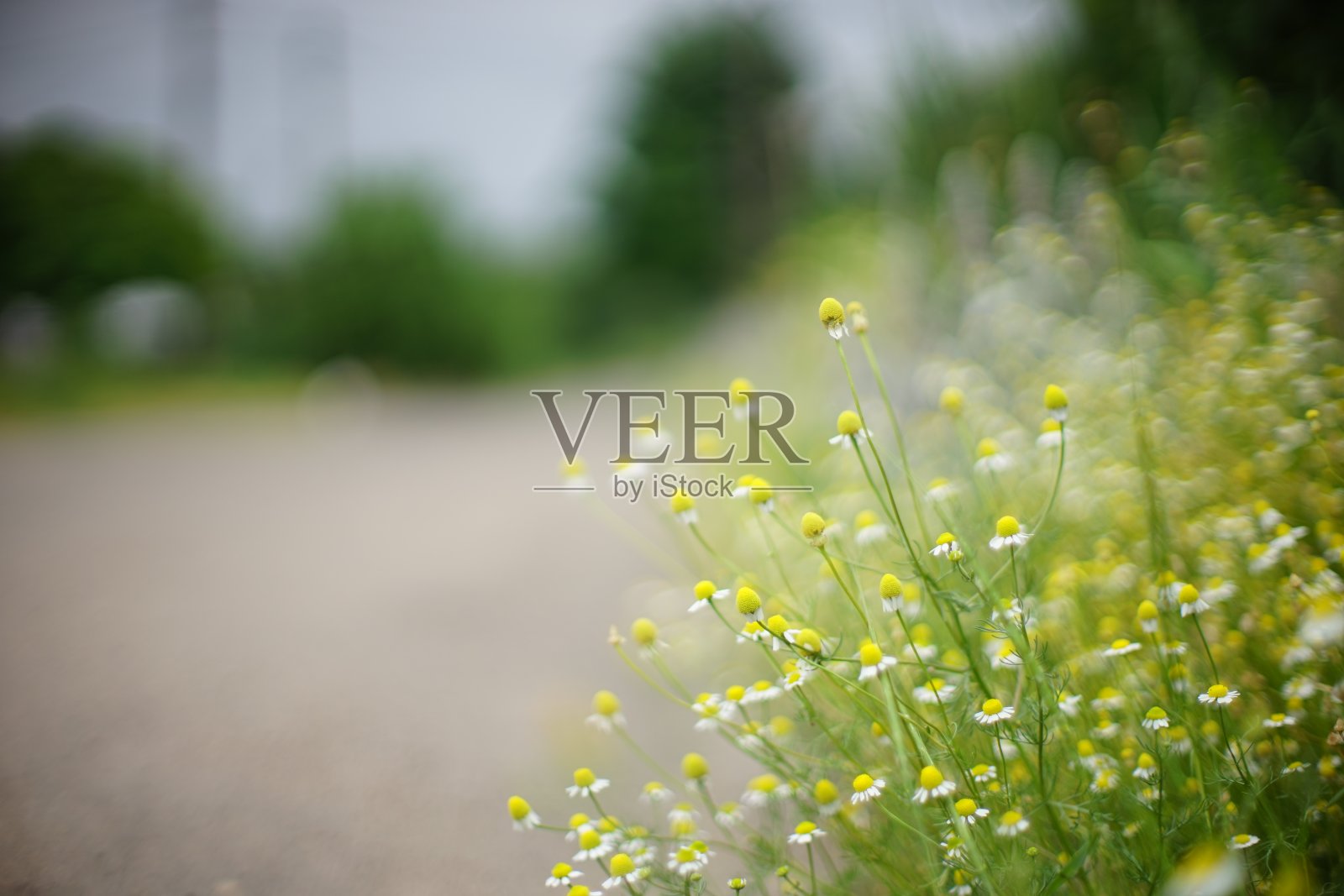 小白雏菊花长在路边。模糊背景上的乡村景色。软选择性对焦,艺术散景。照片摄影图片