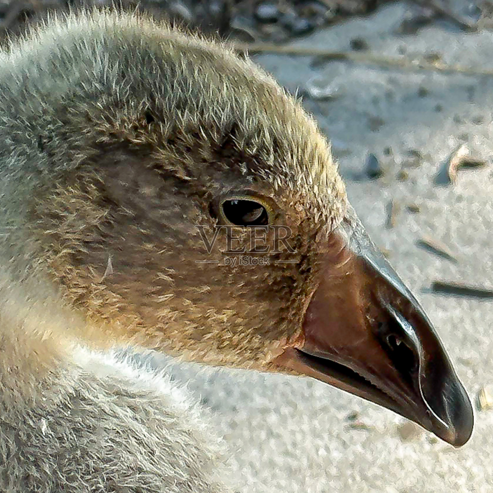 小鹅照片摄影图片