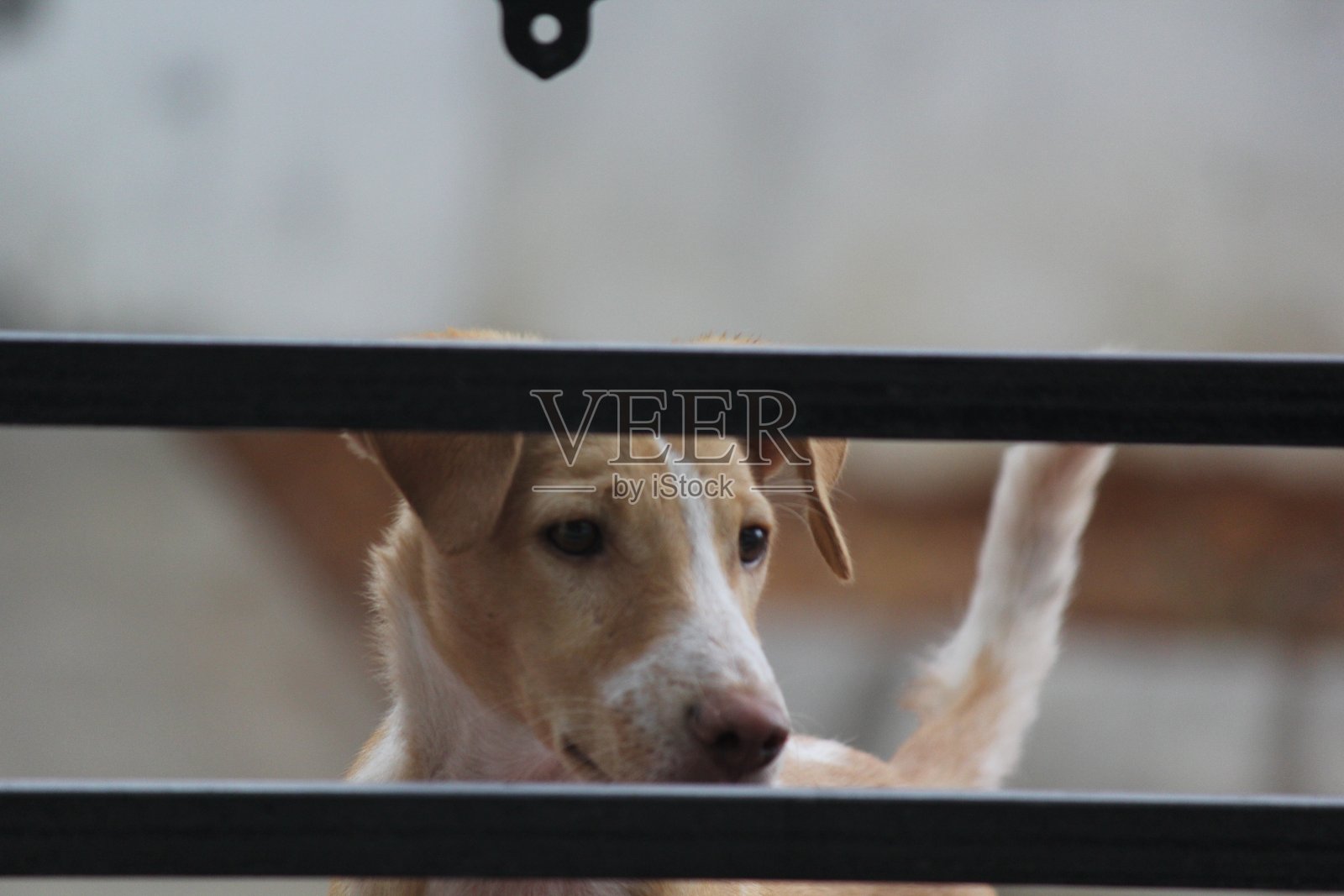 不同姿势的狗的特写镜头照片摄影图片