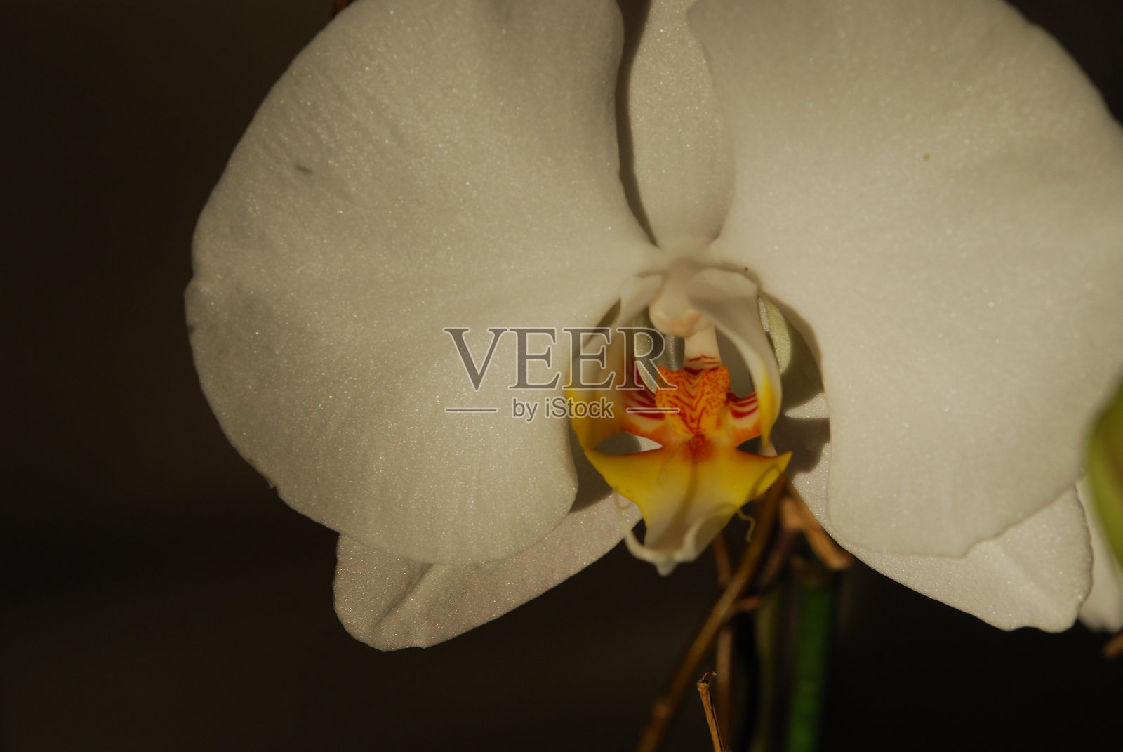 纸风车花照片摄影图片