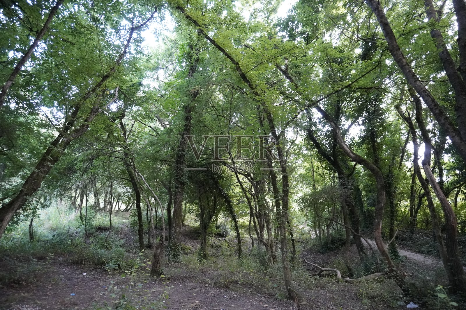 树叶和树木的自然景观照片摄影图片