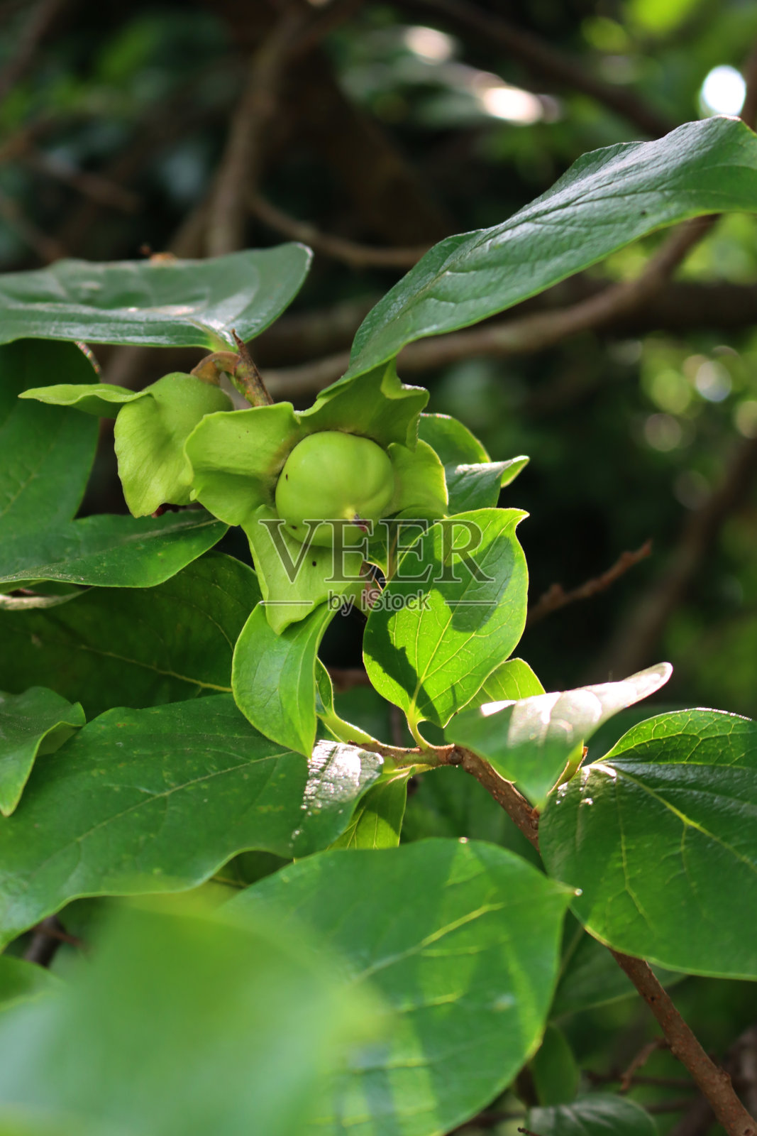 绿色未成熟的柿子或柿子的特写照片摄影图片