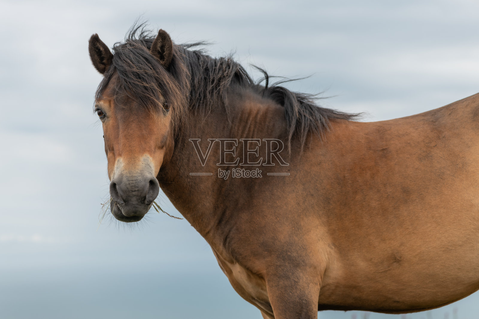 埃克斯穆尔高地小马照片摄影图片