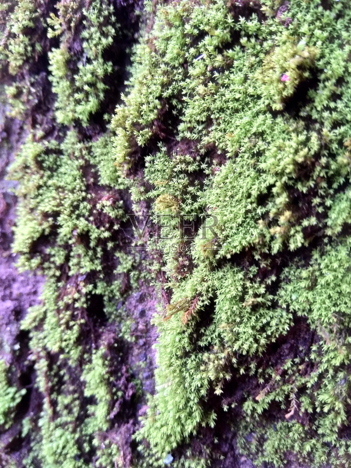 苔藓背景抽象照片摄影图片