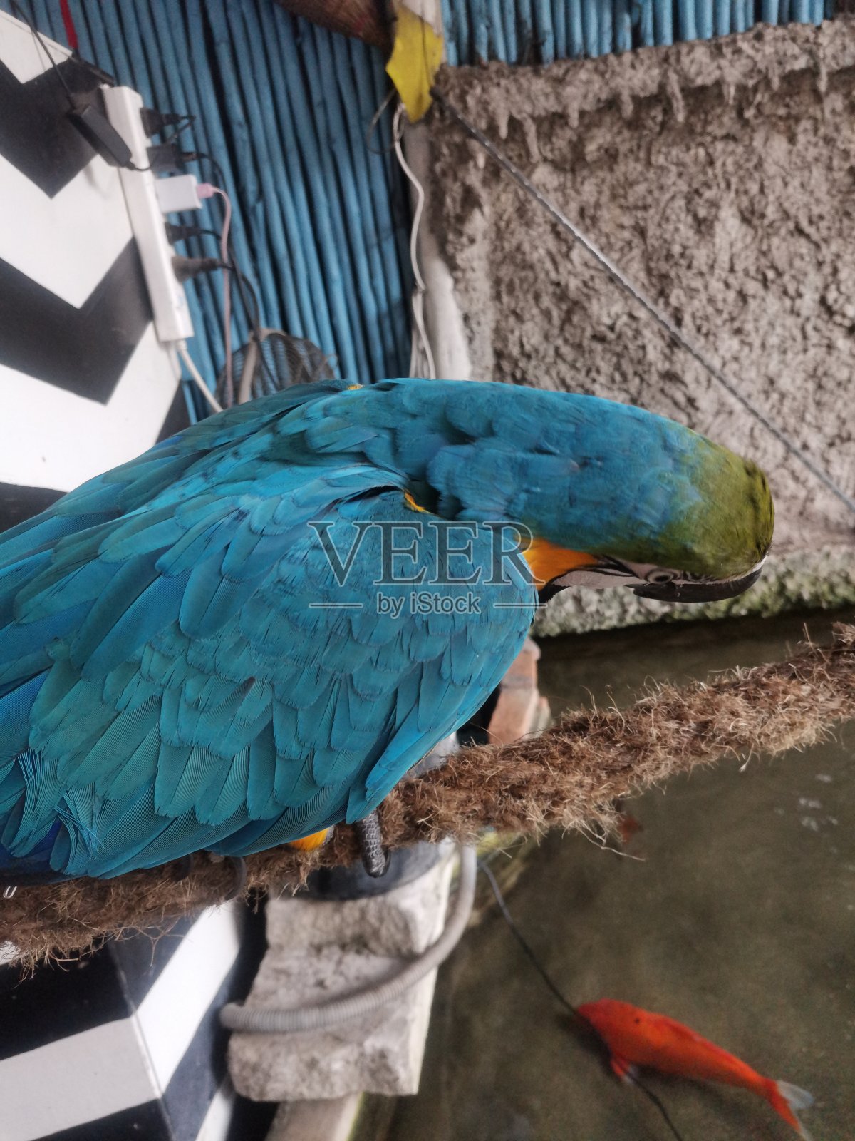 蓝金色金刚鹦鹉照片摄影图片