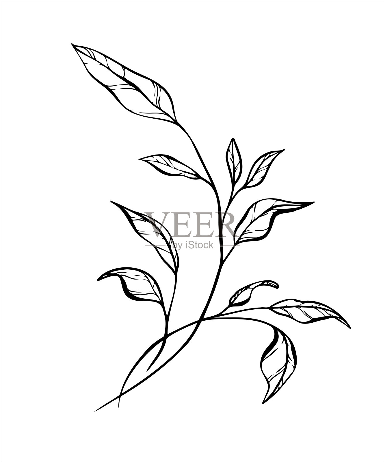 优雅的黑色线条艺术的一个枝叶。插画图片素材