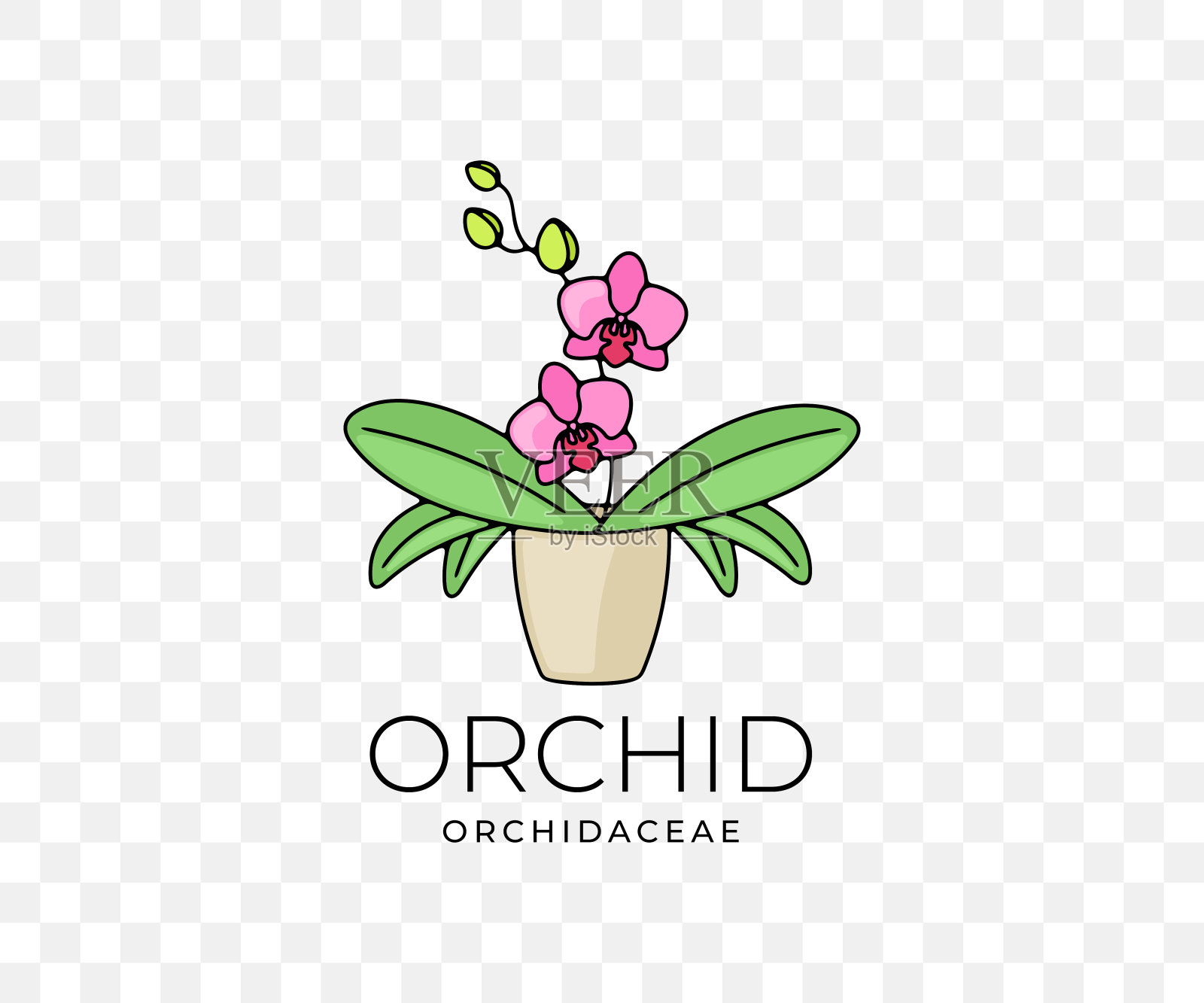 兰花,兰科,花带叶于盆内,彩色平面设计。植物,自然,蝴蝶兰,开花,开花,花卉和植物,矢量设计和插图插画图片素材