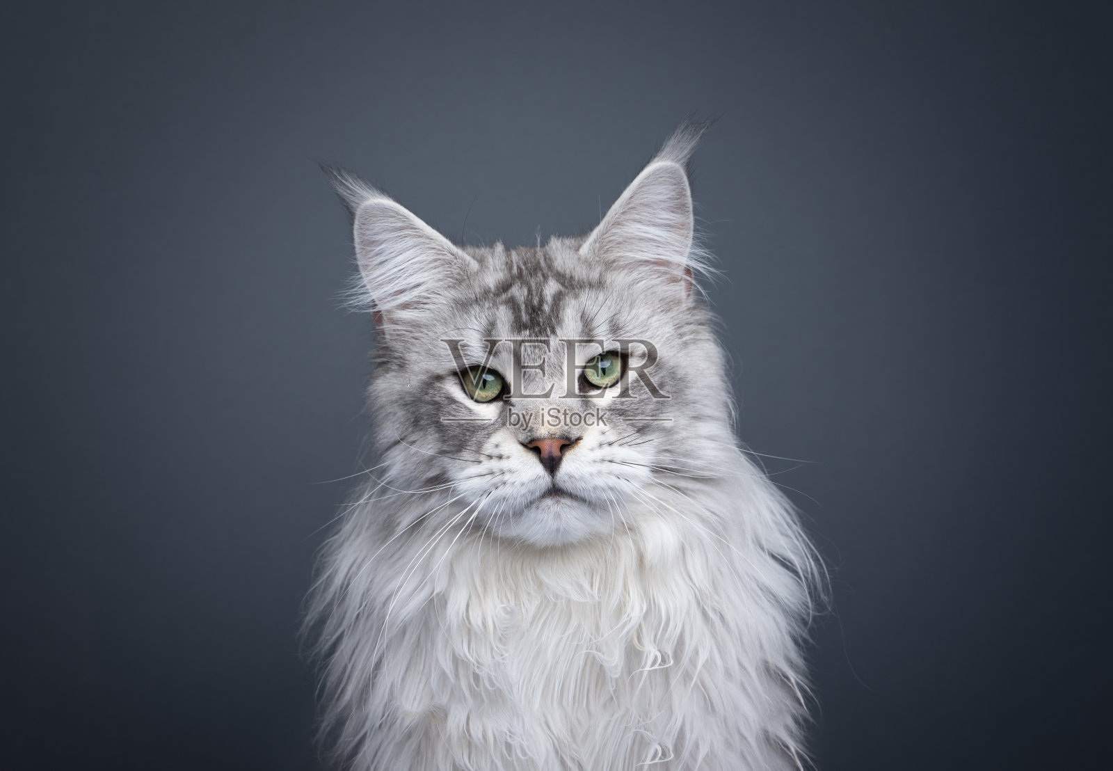 雄伟蓬松的缅因猫肖像照片摄影图片