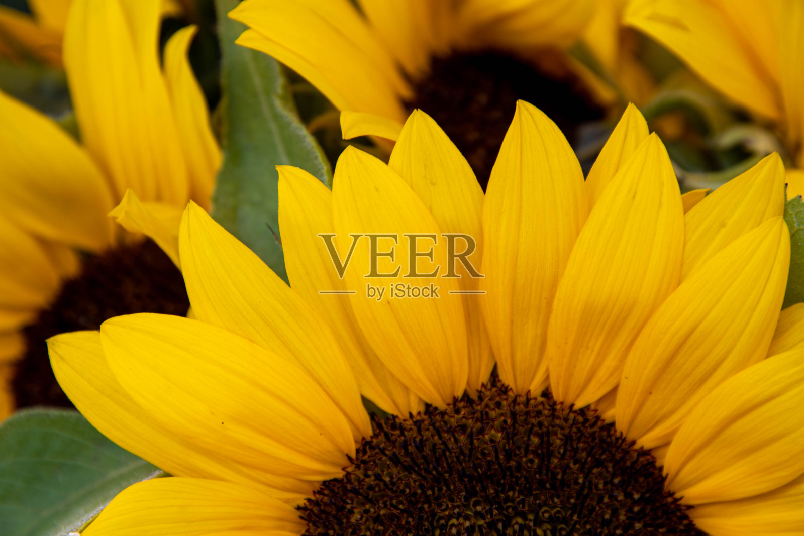 向日葵植物茂盛的黄色花瓣和棕色的未成熟的葵花籽在花的中心照片摄影图片