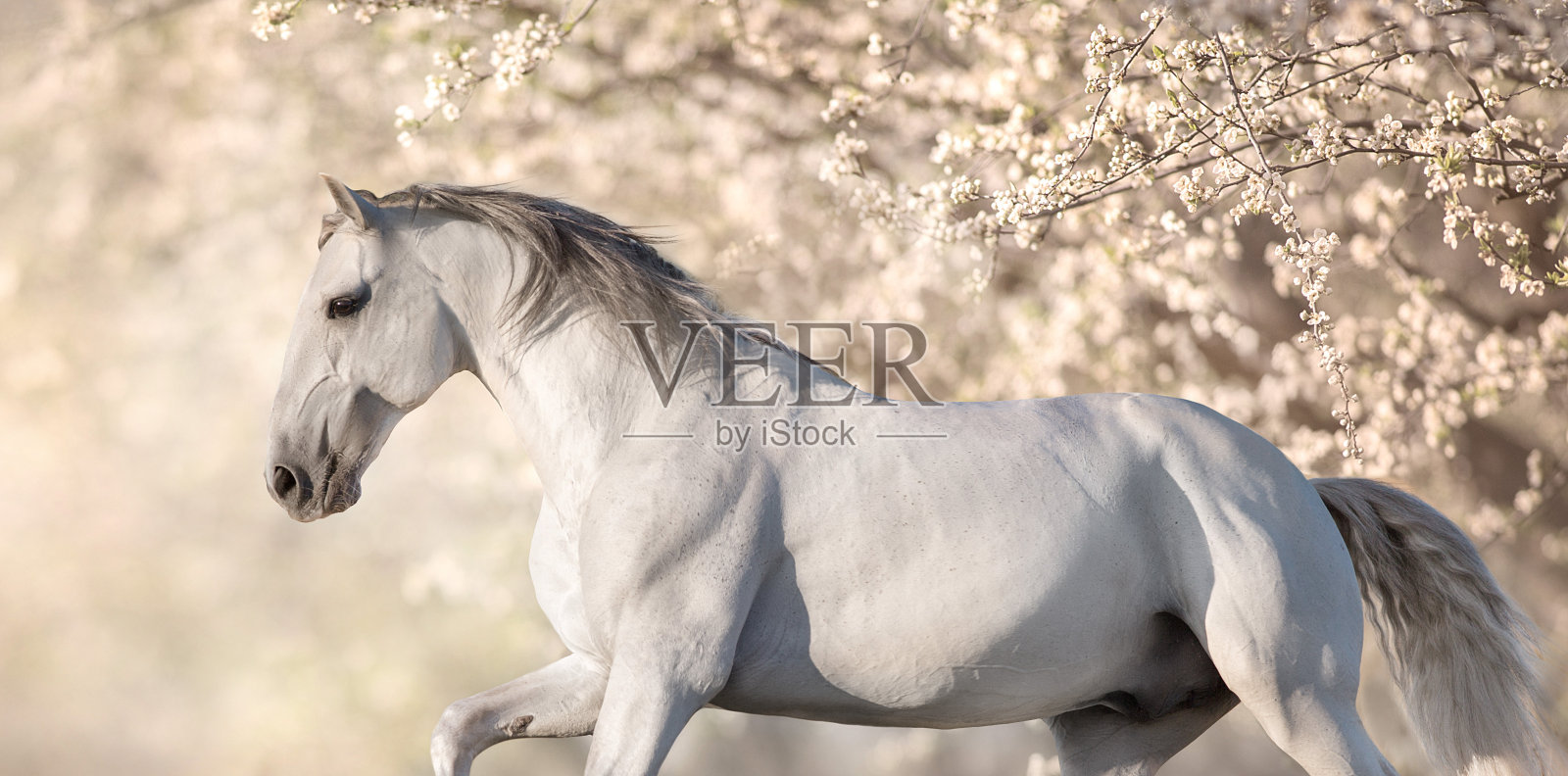 长着鬃毛的白马在花丛中奔跑照片摄影图片