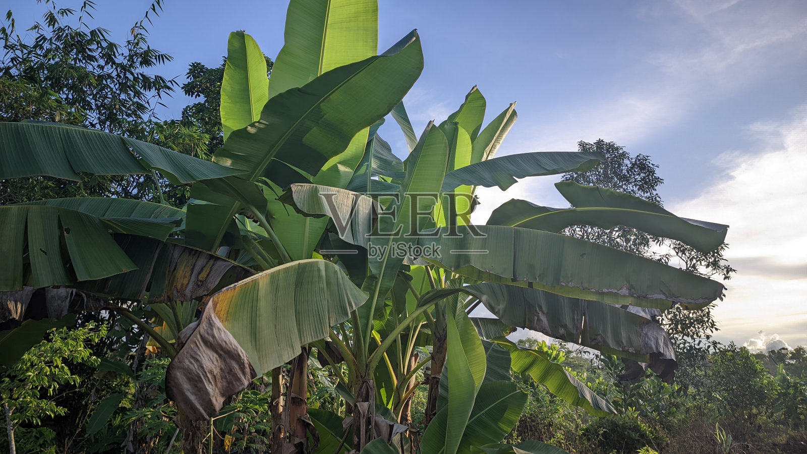 邦加岛上的香蕉种植园有许多香蕉树照片摄影图片