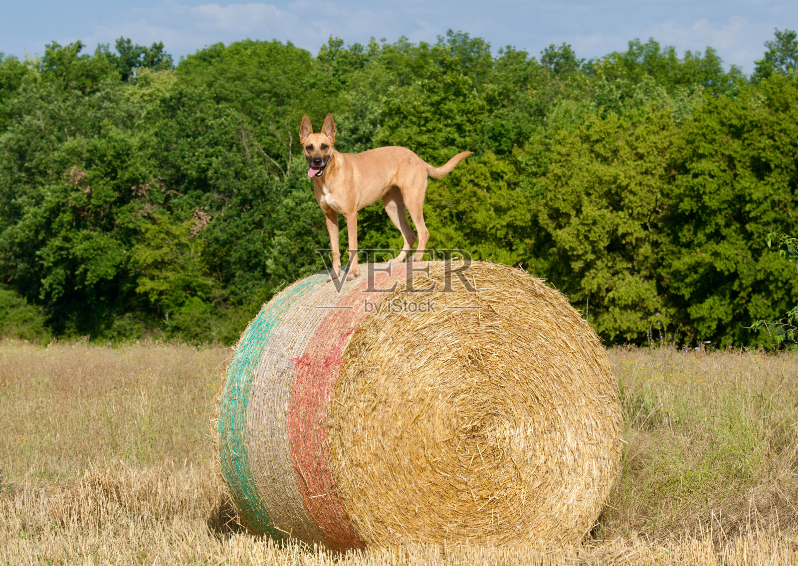 一捆稻草,上面有只狗照片摄影图片