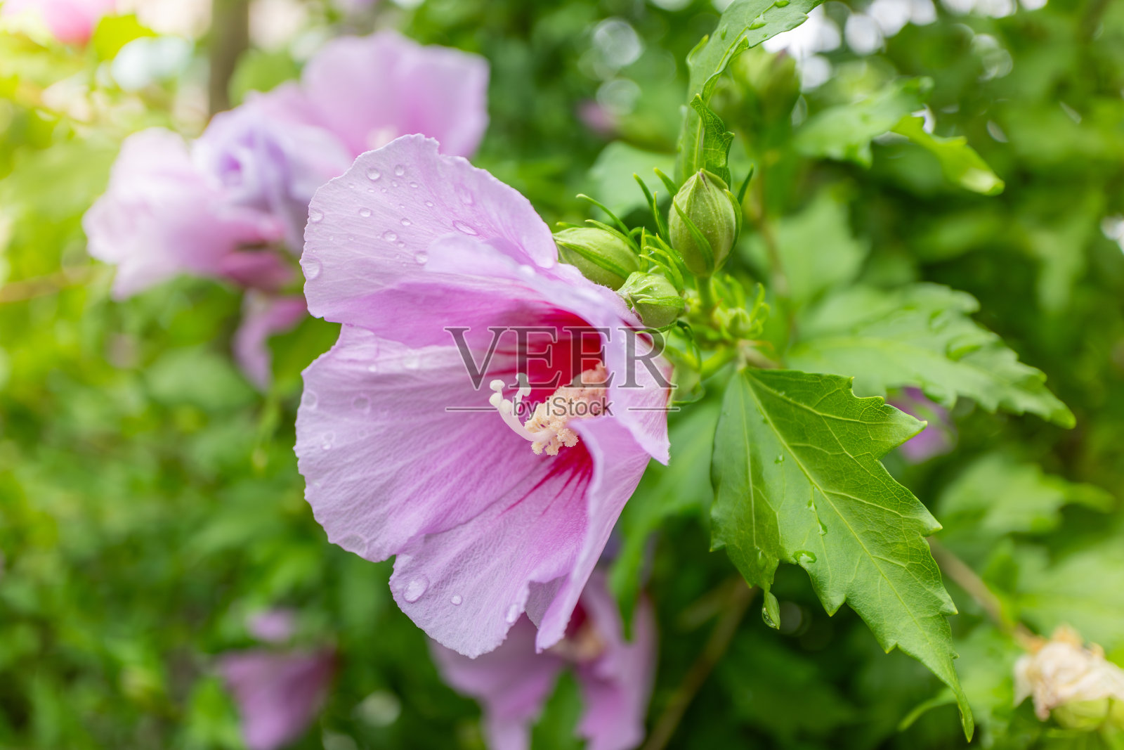 韩国的国花,名字叫木槿花照片摄影图片