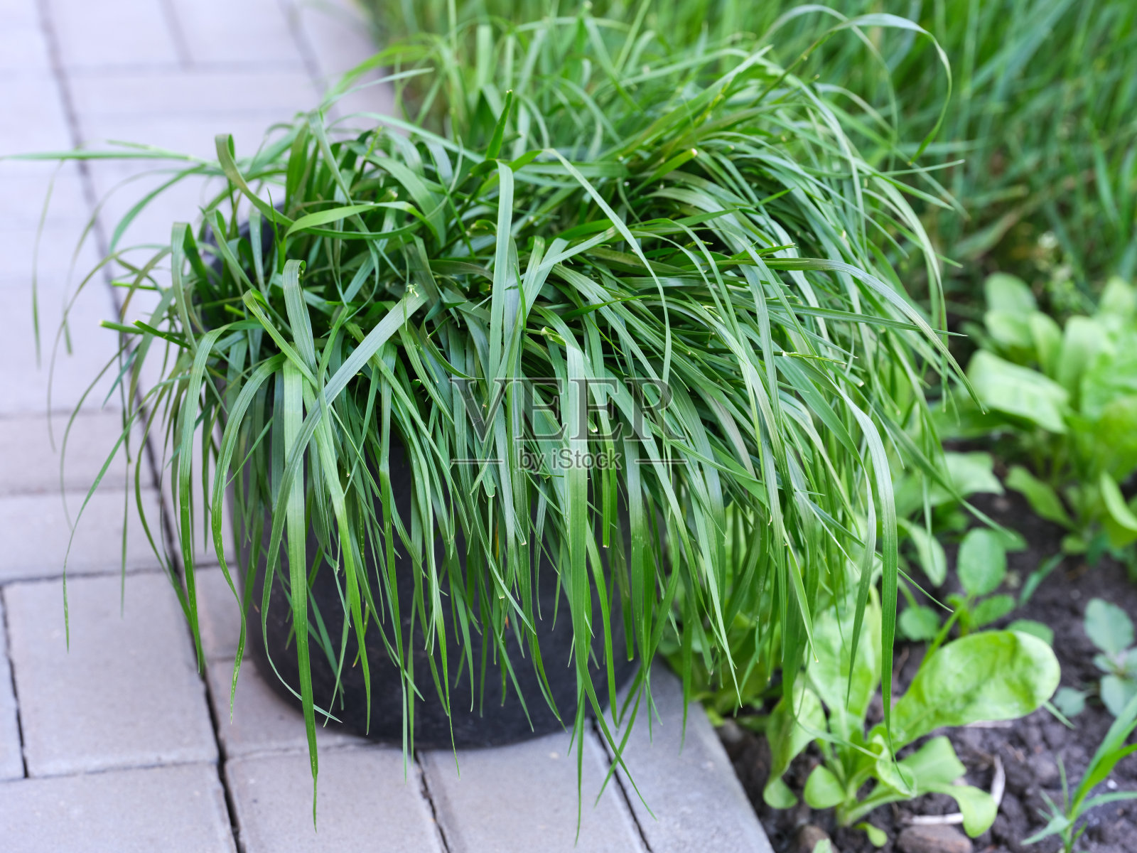 黑桶的绿草站在外面的地砖上照片摄影图片