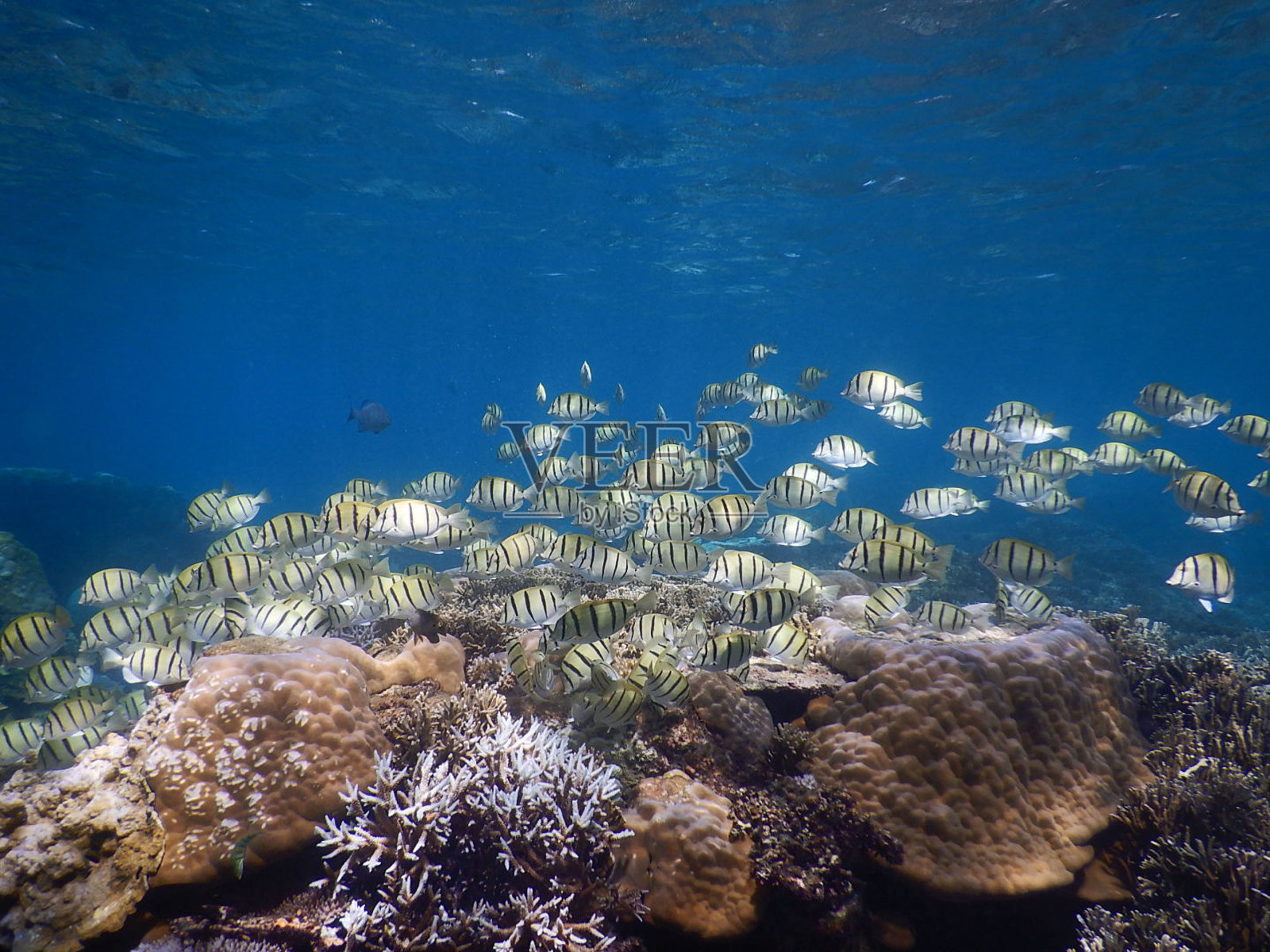 在日本冲绳县宫古岛享受浮潜照片摄影图片