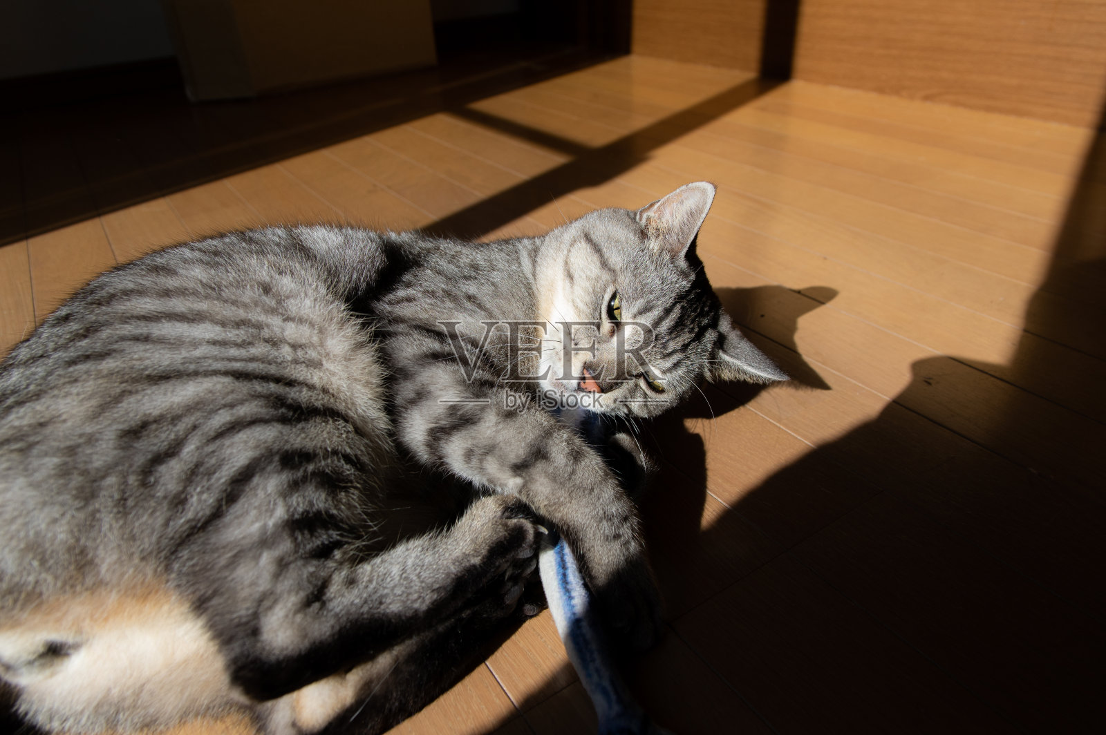 猫在玩毛绒玩具照片摄影图片