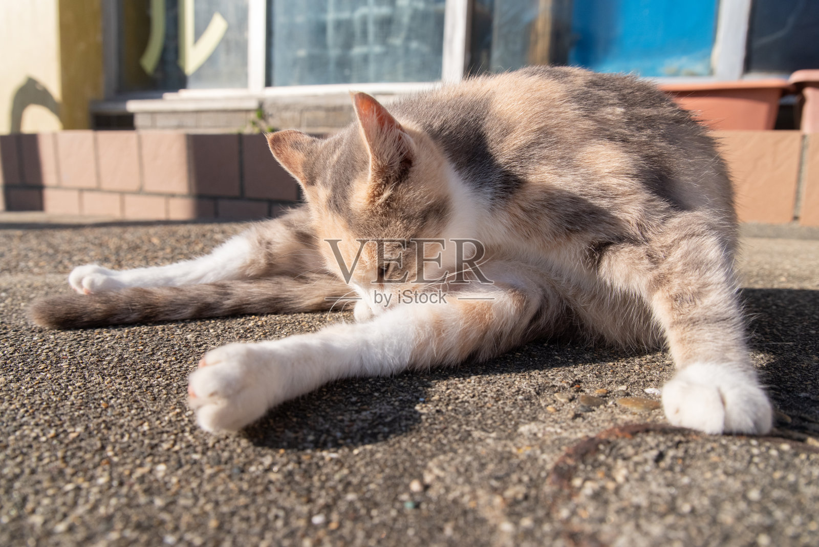 梳理猫照片摄影图片
