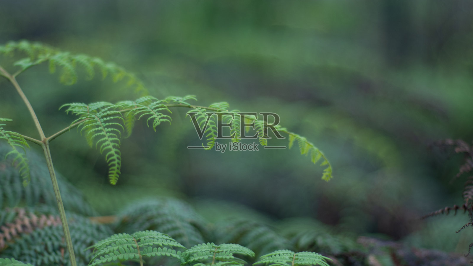 雨林中脆弱的蕨类植物照片摄影图片