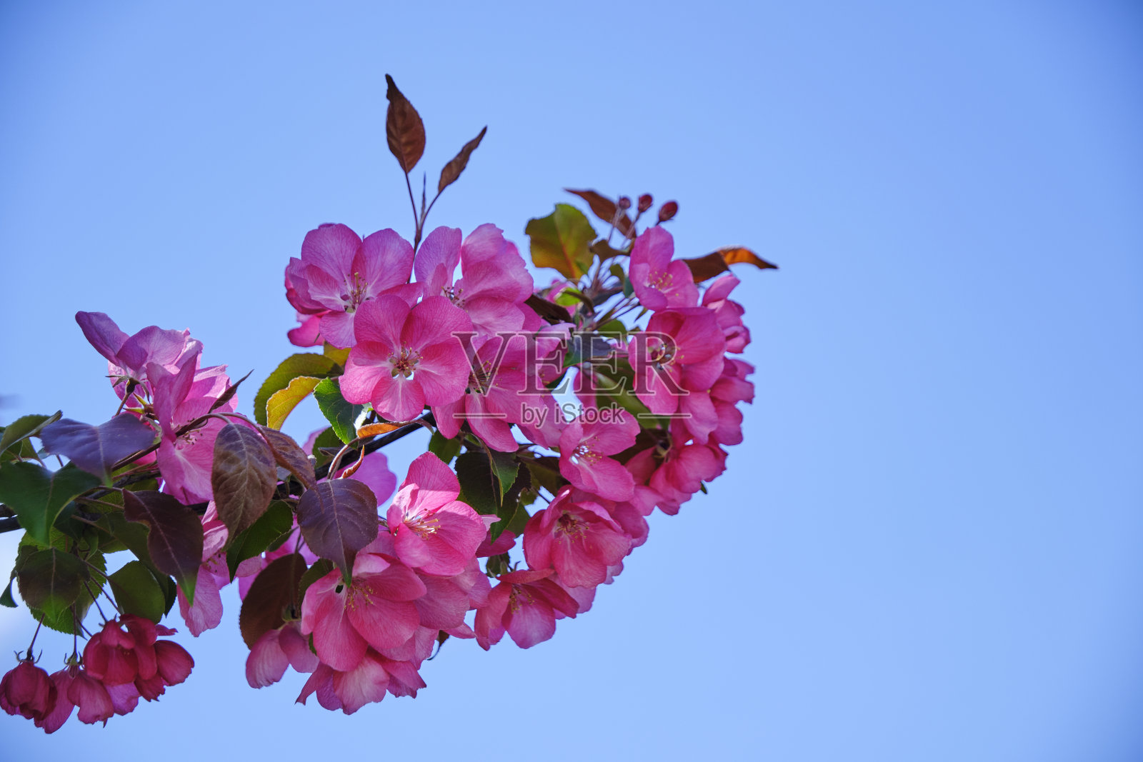 日本苹果树盛开着粉红色的花朵,衬着蓝天。照片摄影图片